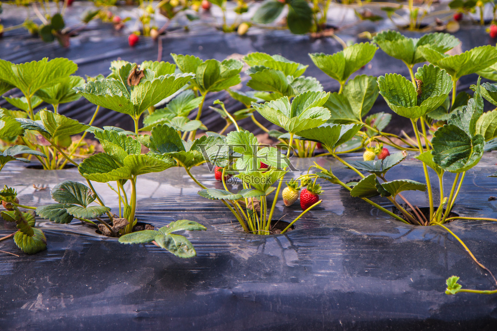 草莓农场照片摄影图片