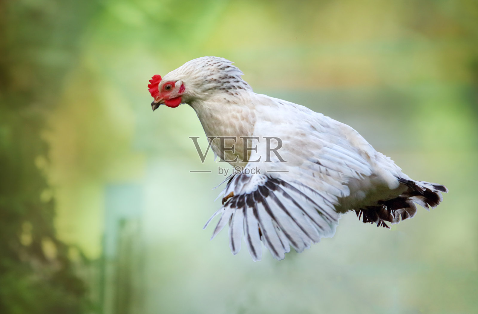 在大自然中飞翔的鸡，母鸡照片摄影图片