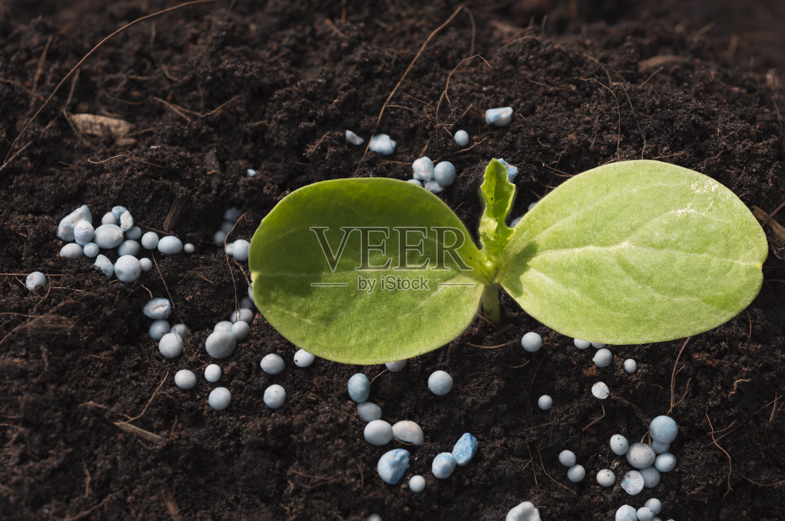 用化肥从土壤中长出新植物照片摄影图片