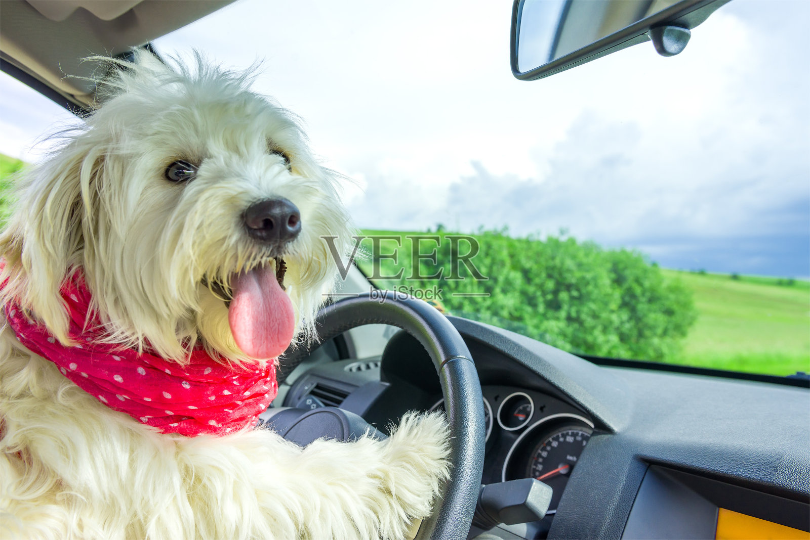 狗在开车时驾驶方向盘照片摄影图片