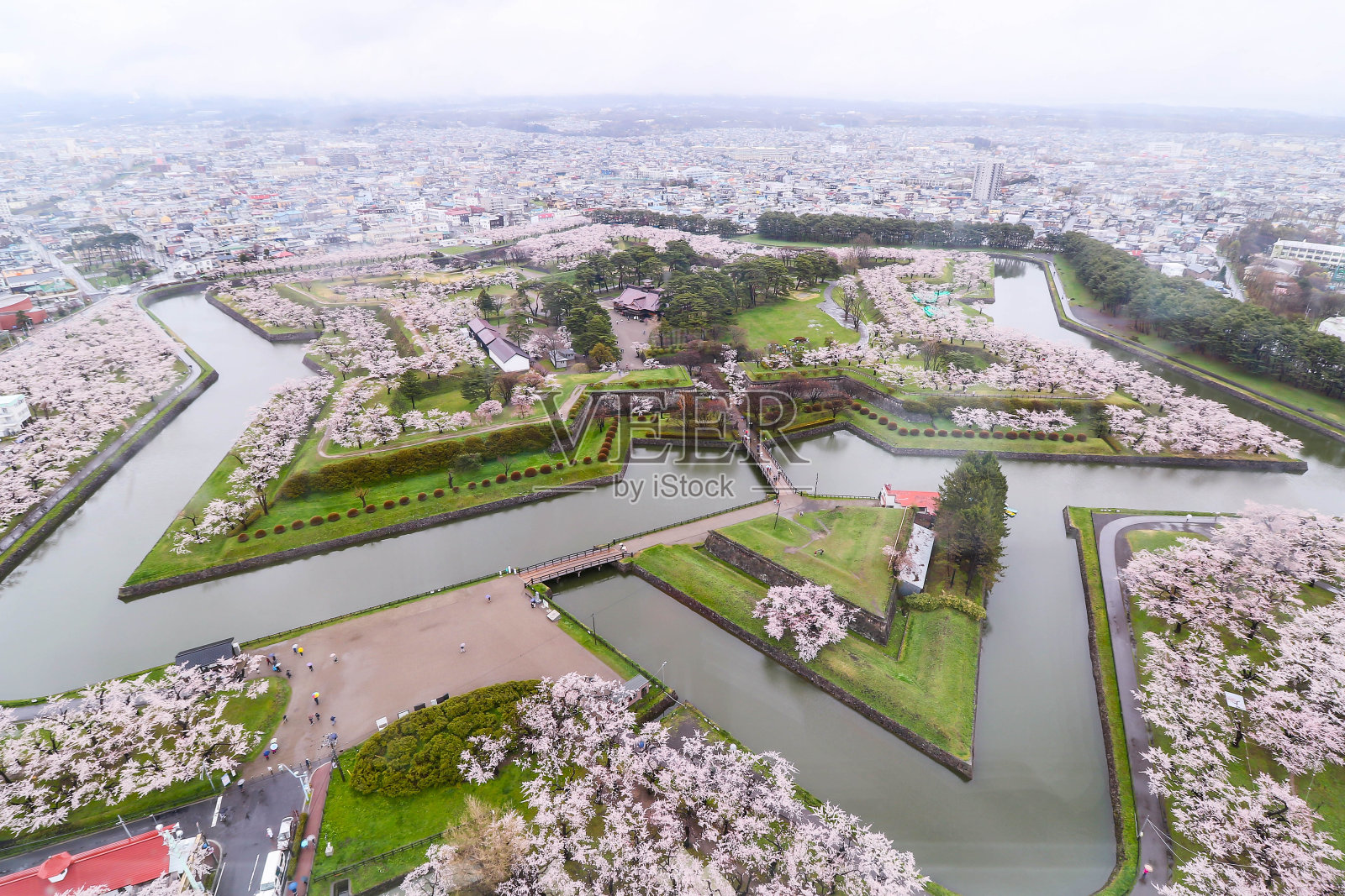 日本北海道五横阁函馆的樱花照片摄影图片