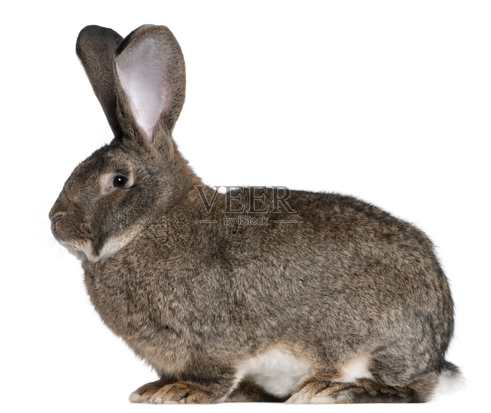 佛兰芒巨兔侧视图，白色背景。照片摄影图片