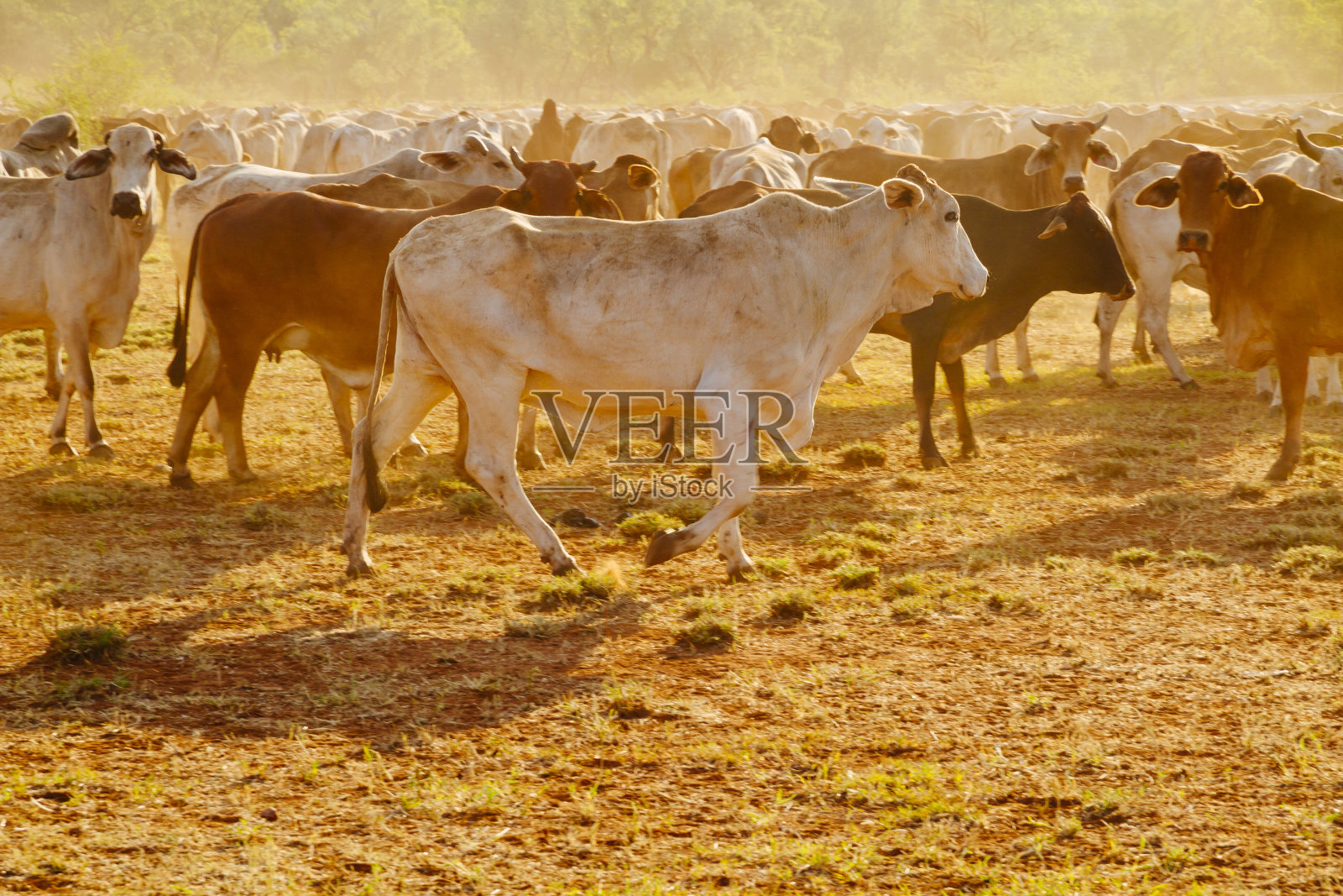澳大利亚牛照片摄影图片