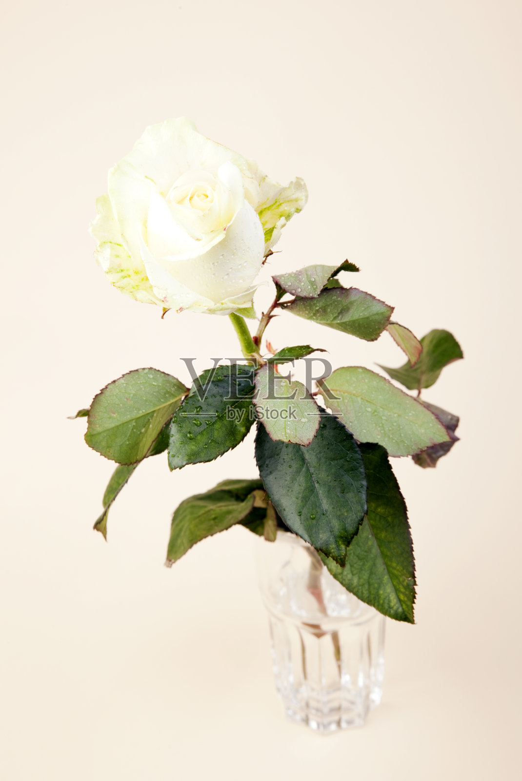 玻璃花瓶里的白玫瑰照片摄影图片