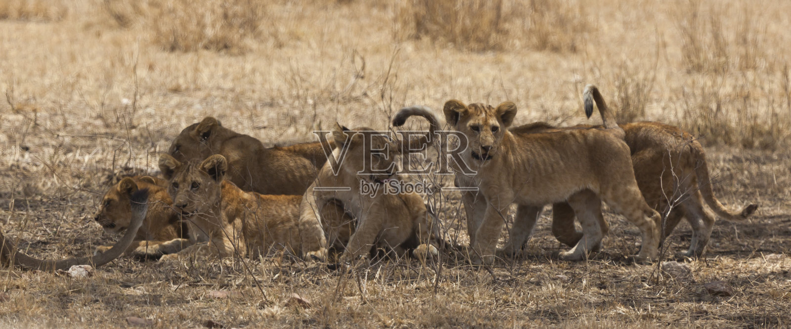 坦桑尼亚塞伦盖蒂国家公园的狮子幼崽照片摄影图片