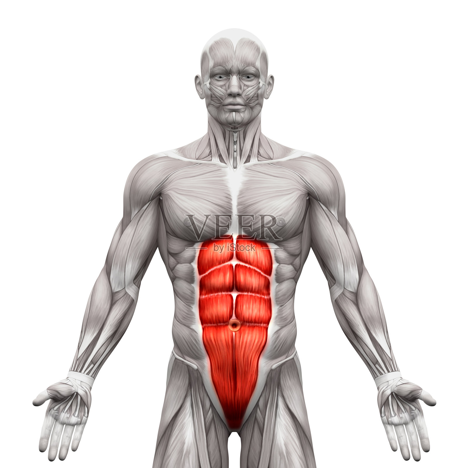 腹直肌-腹肌-解剖分离肌肉照片摄影图片
