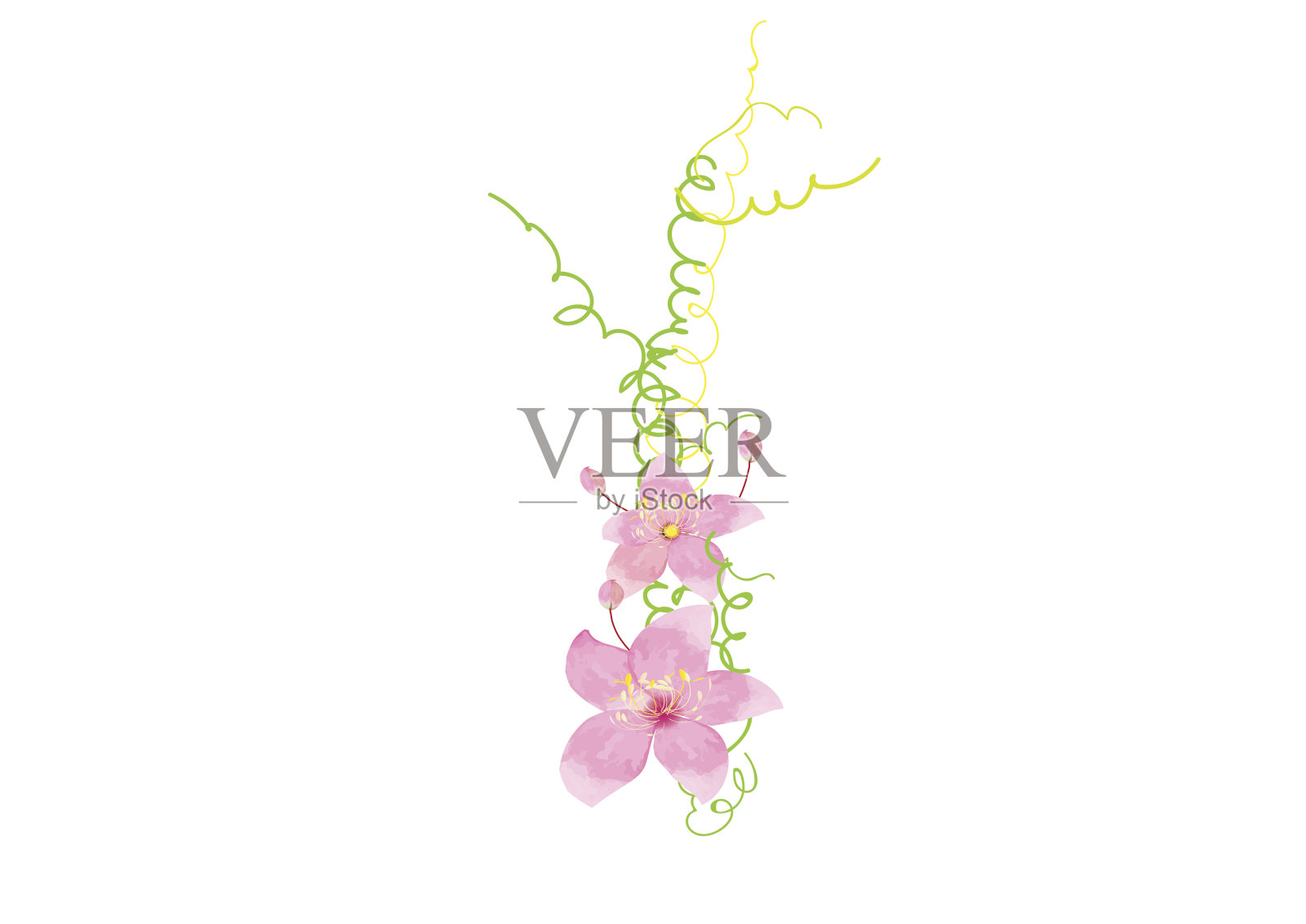 粉红色的花孤立在白色的背景上插画图片素材