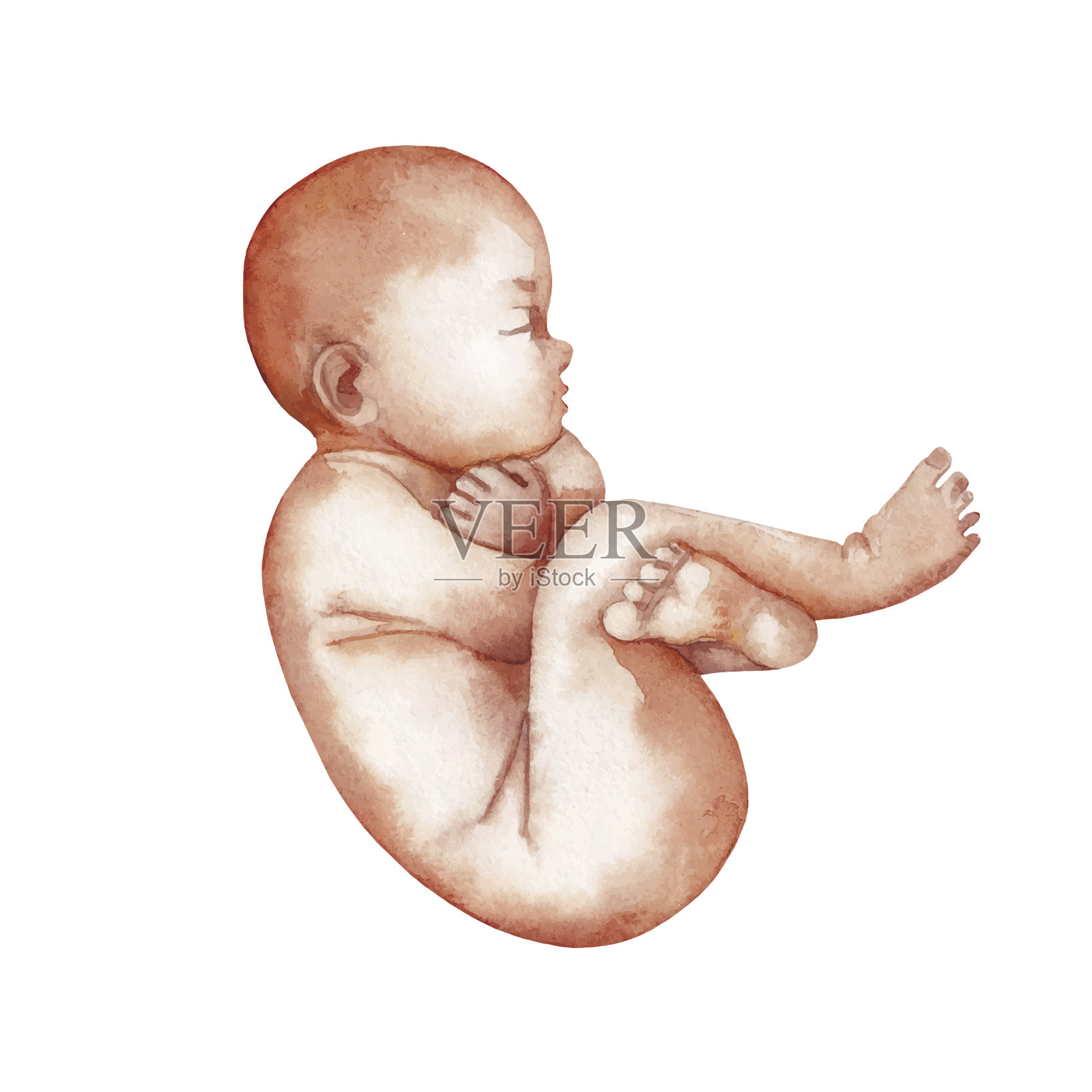 水彩孤立的胎儿插画图片素材