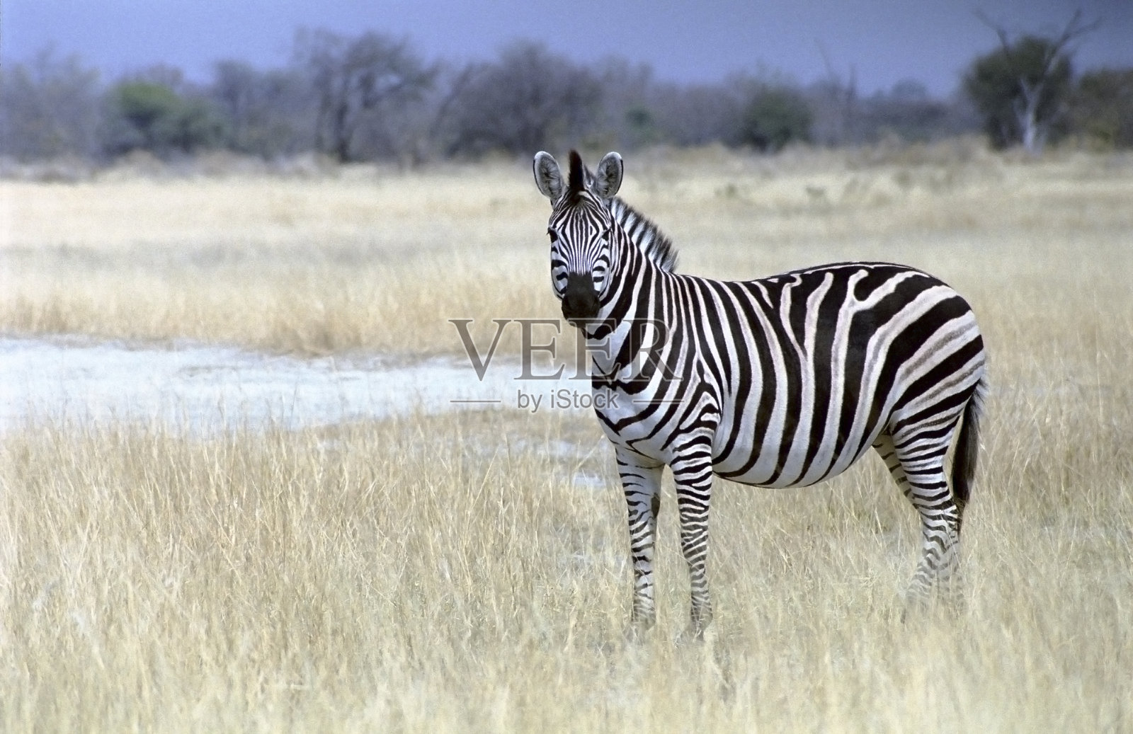 纳米比亚埃托沙国家公园灌木丛中的斑马照片摄影图片