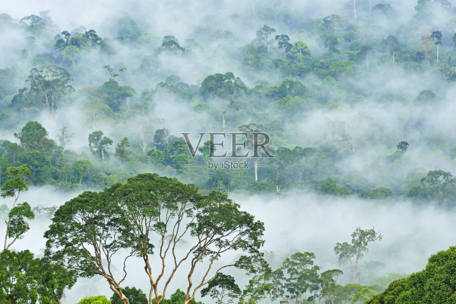 马来西亚沙巴婆罗洲达努姆谷的雨林。照片摄影图片