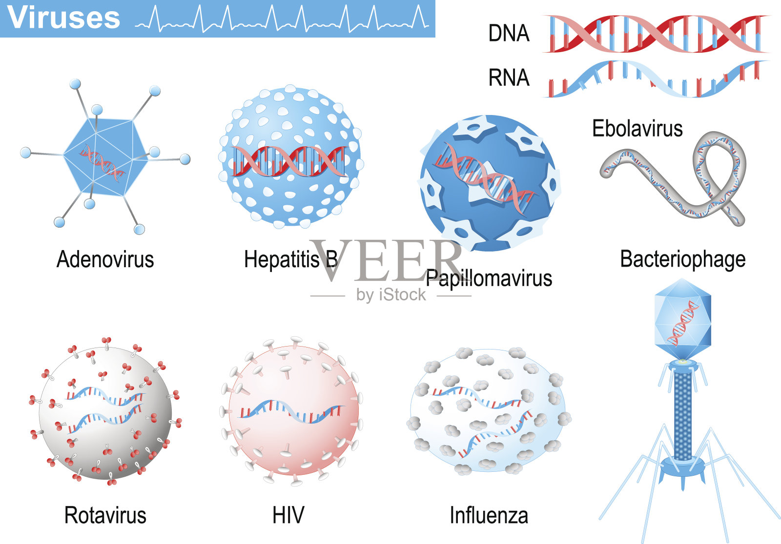 病毒RNA和DNA。带有病毒图标的医疗信息图表集。插画图片素材