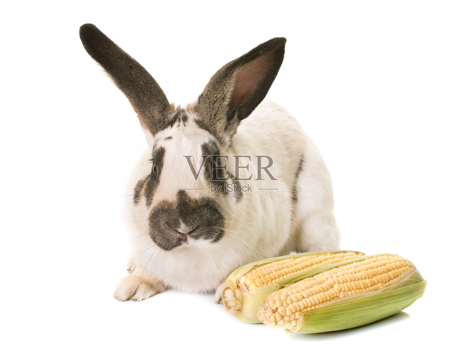 网纹巨型兔子照片摄影图片