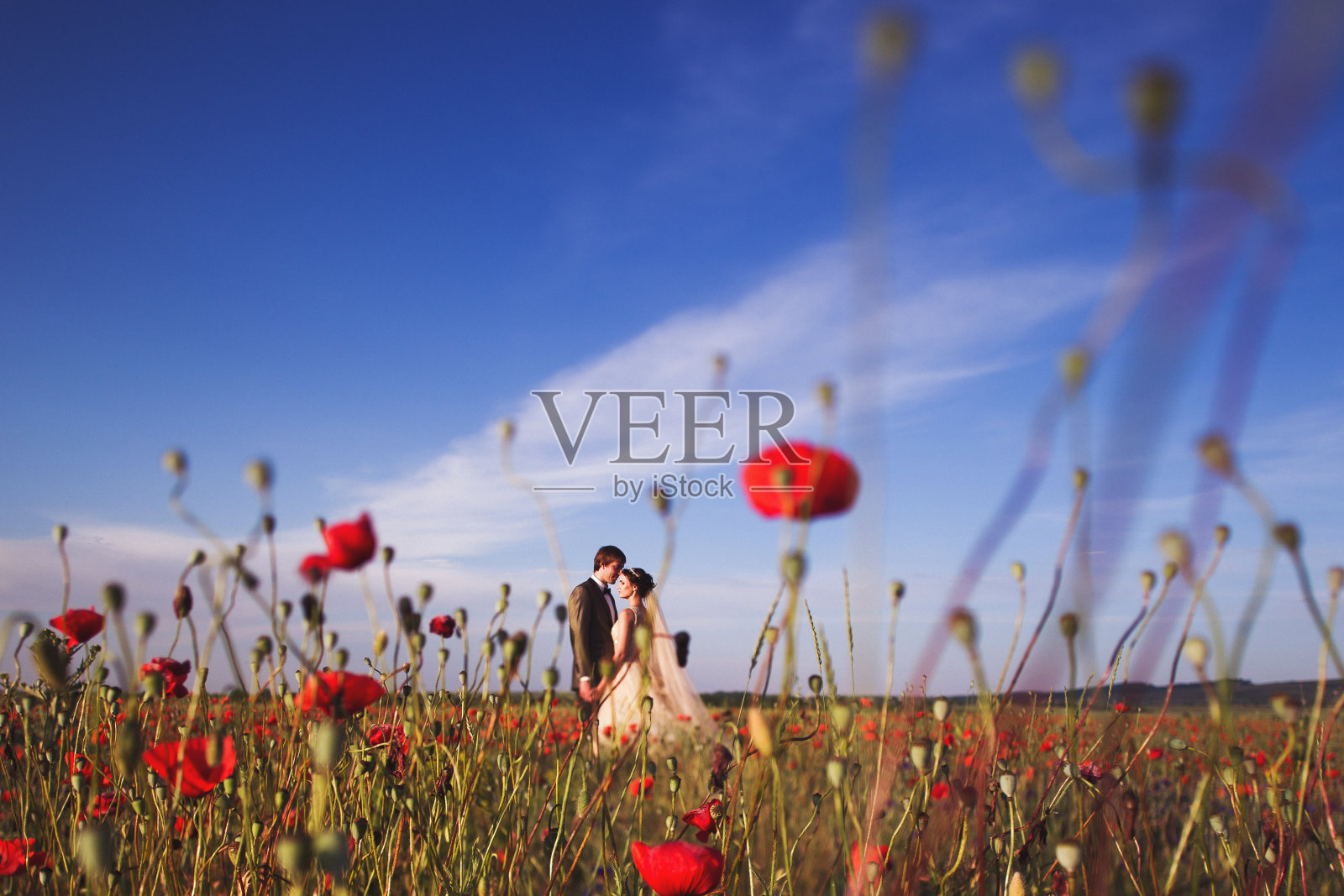 新婚夫妇漫步在令人惊叹的鲜花盛开的田野里。范围和全景周围照片摄影图片