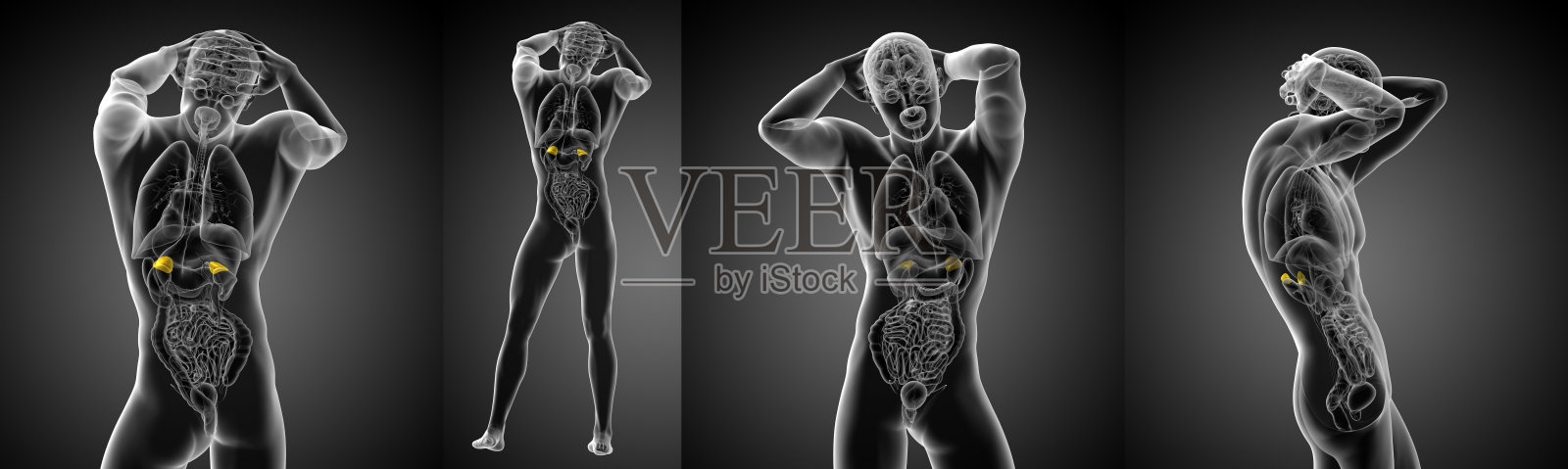 人体肾上腺的3d渲染医学插图照片摄影图片