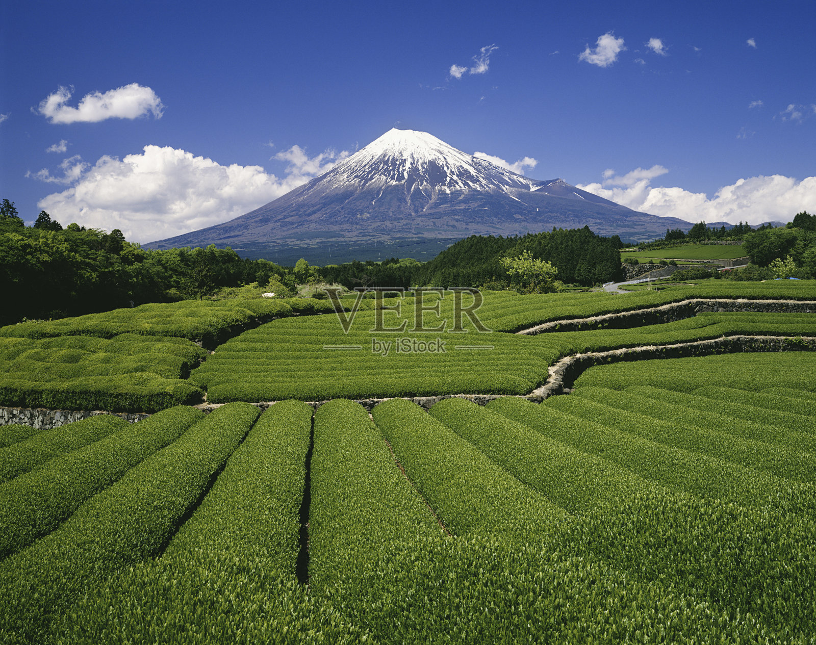 富士山和茶园照片摄影图片