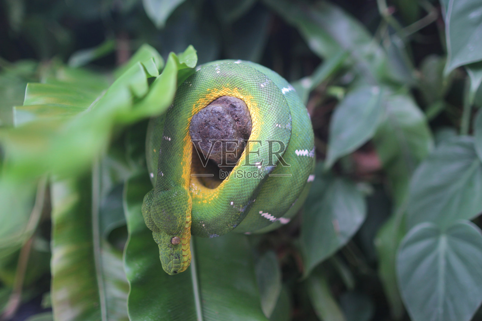 绿宝石树蟒蛇照片摄影图片