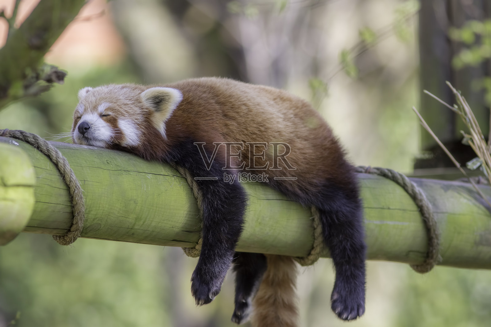 红熊猫睡觉。滑稽可爱的动物形象。照片摄影图片