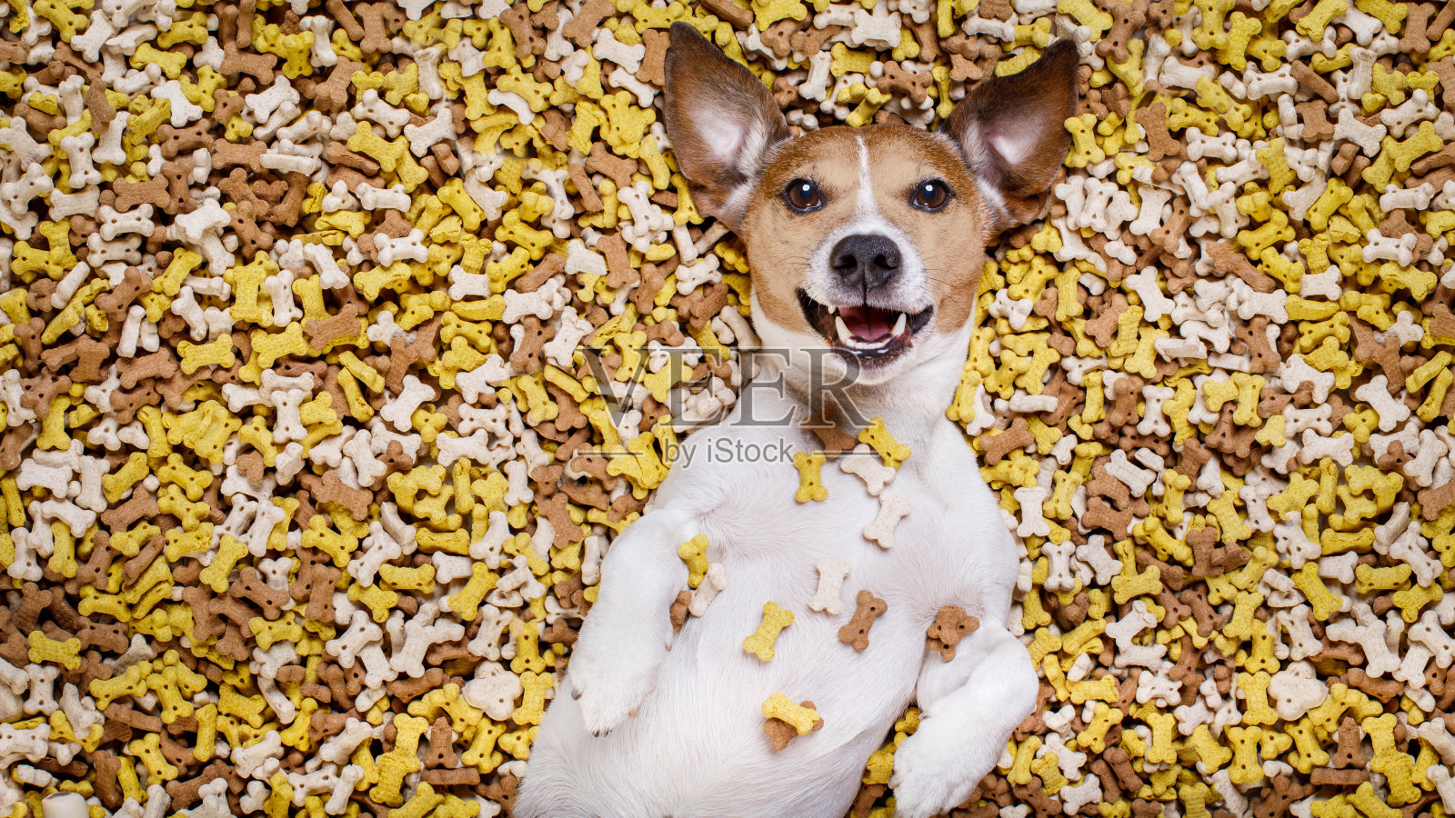 饥饿的狗在大食物堆照片摄影图片
