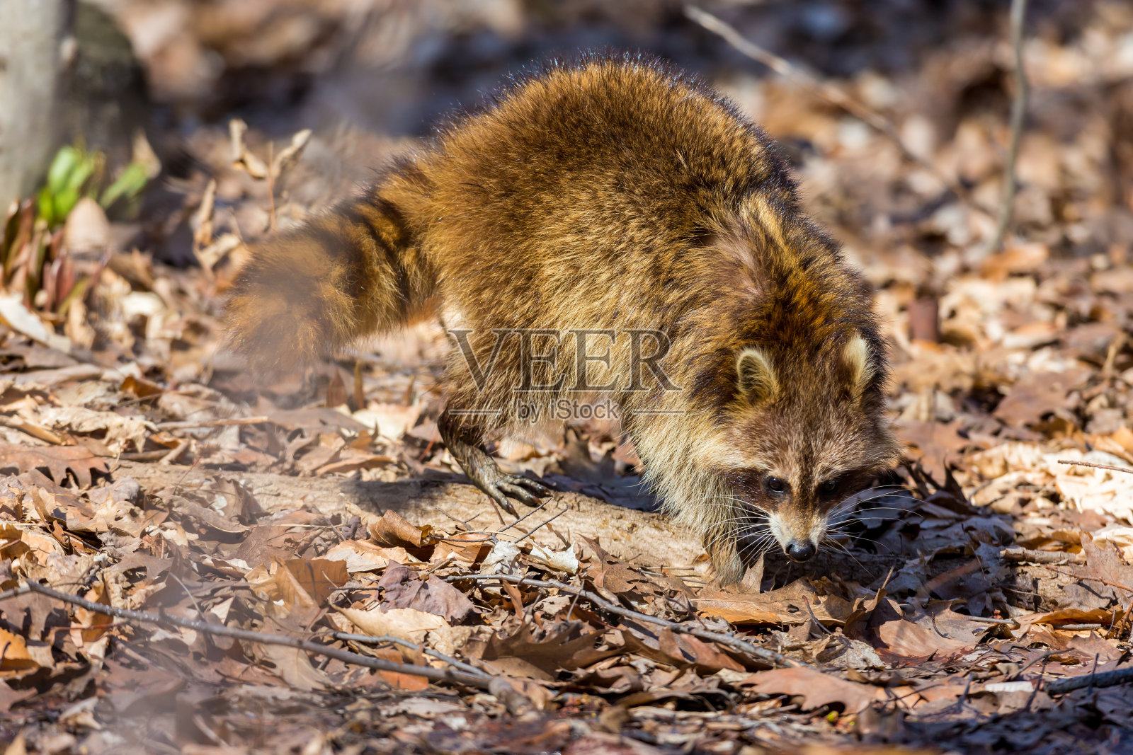 红色毛皮制的浣熊。照片摄影图片