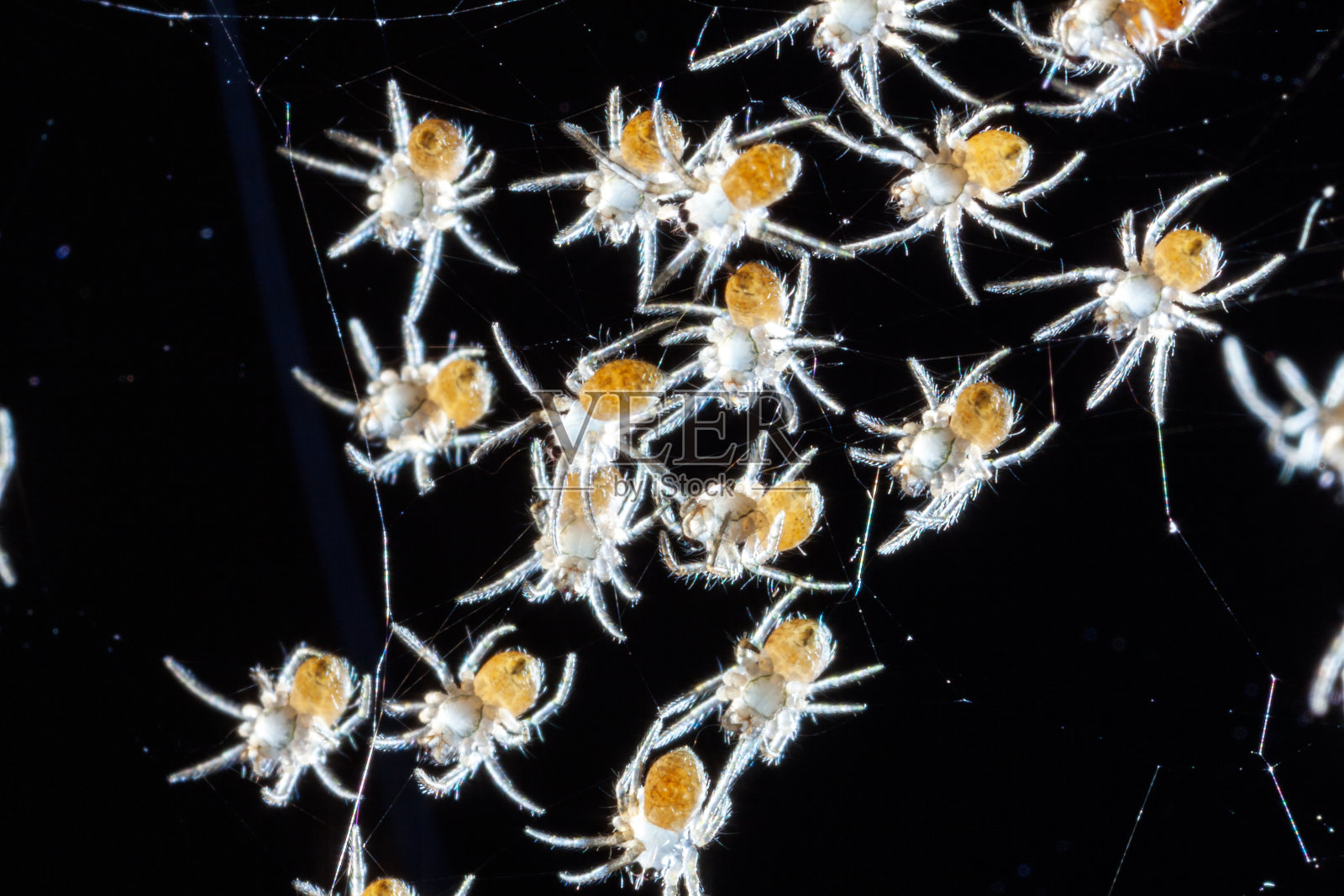 一群蜘蛛宝宝在巢中孵化，图像模糊照片摄影图片