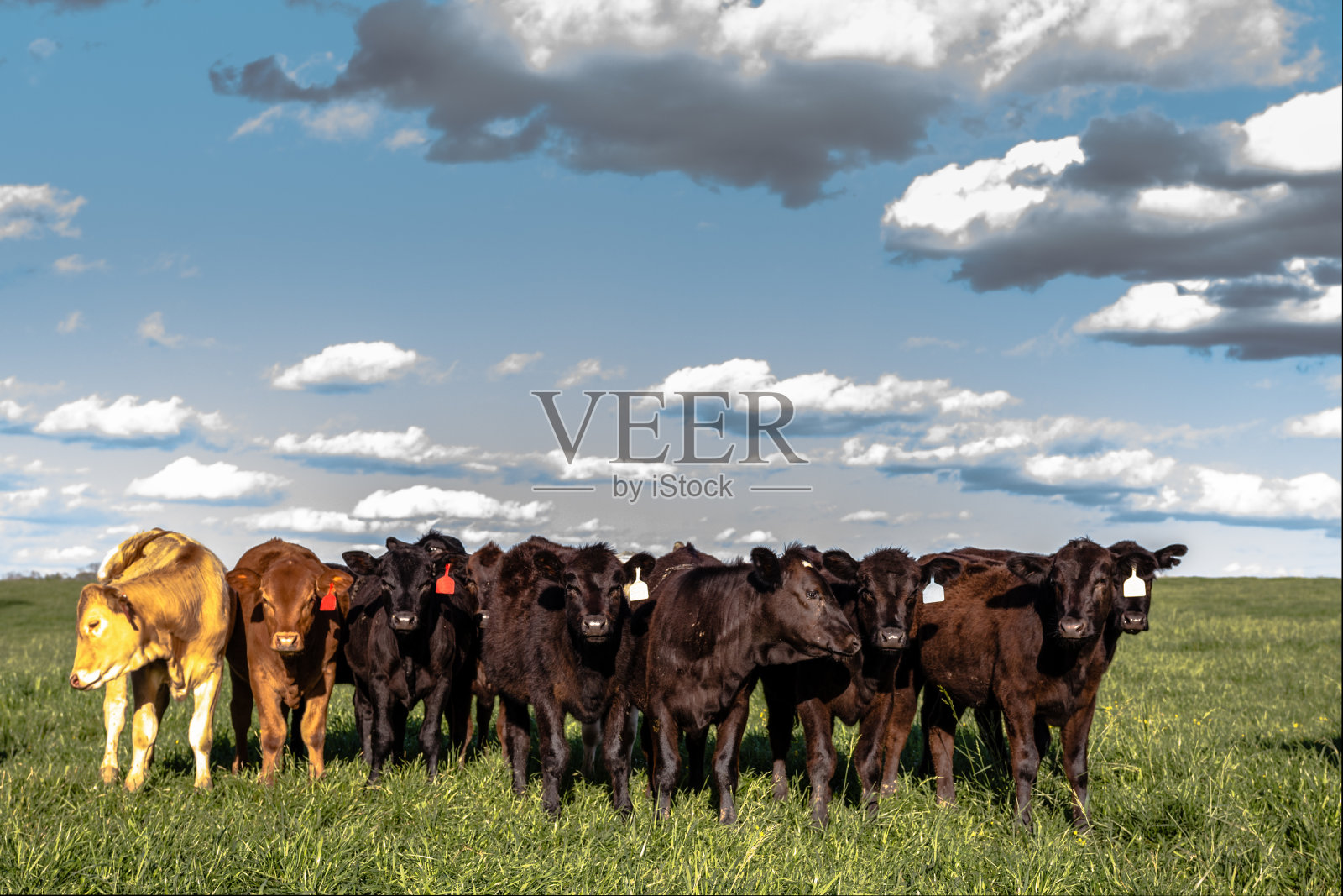 牧场和蓝天上的一群小母牛照片摄影图片