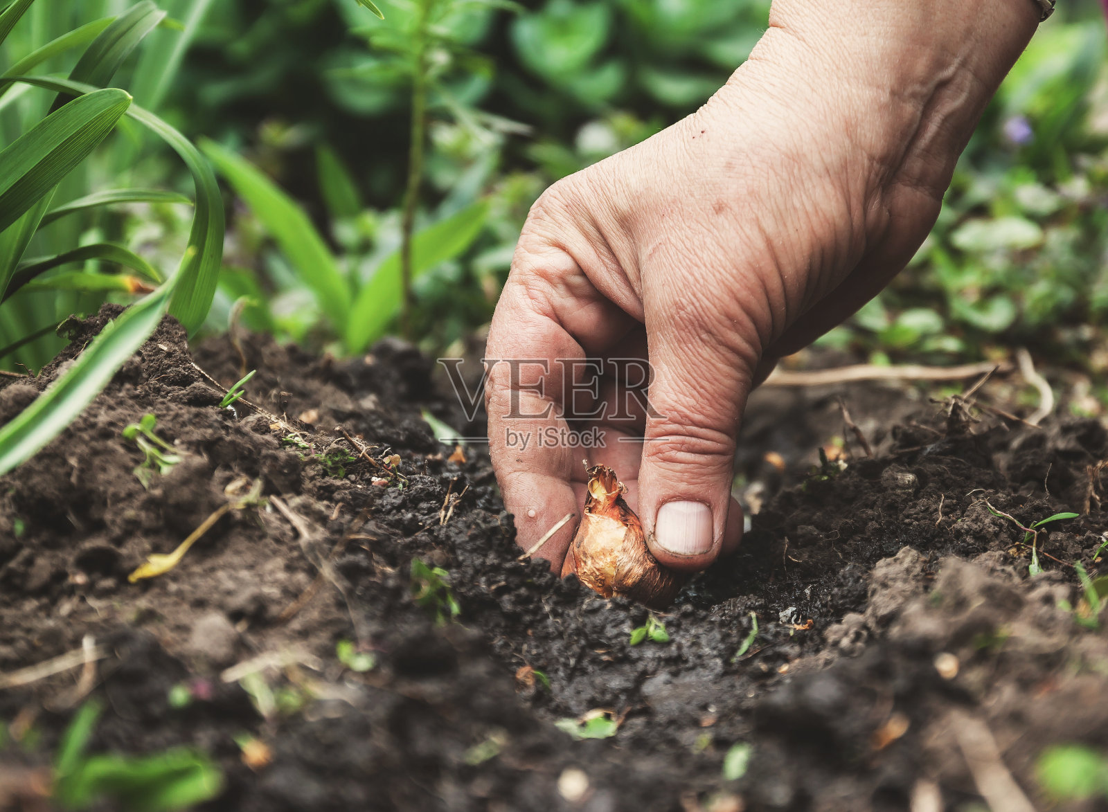 女人的手在泥土中撒花球茎。近景，园艺概念，园艺照片摄影图片