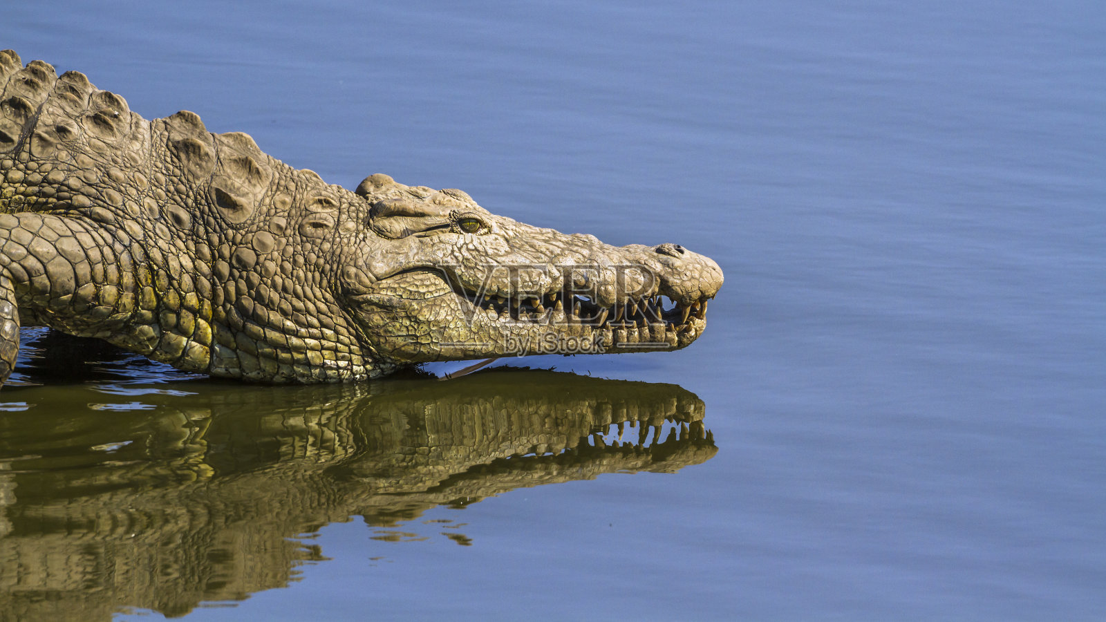 南非克鲁格国家公园的尼罗河鳄鱼照片摄影图片