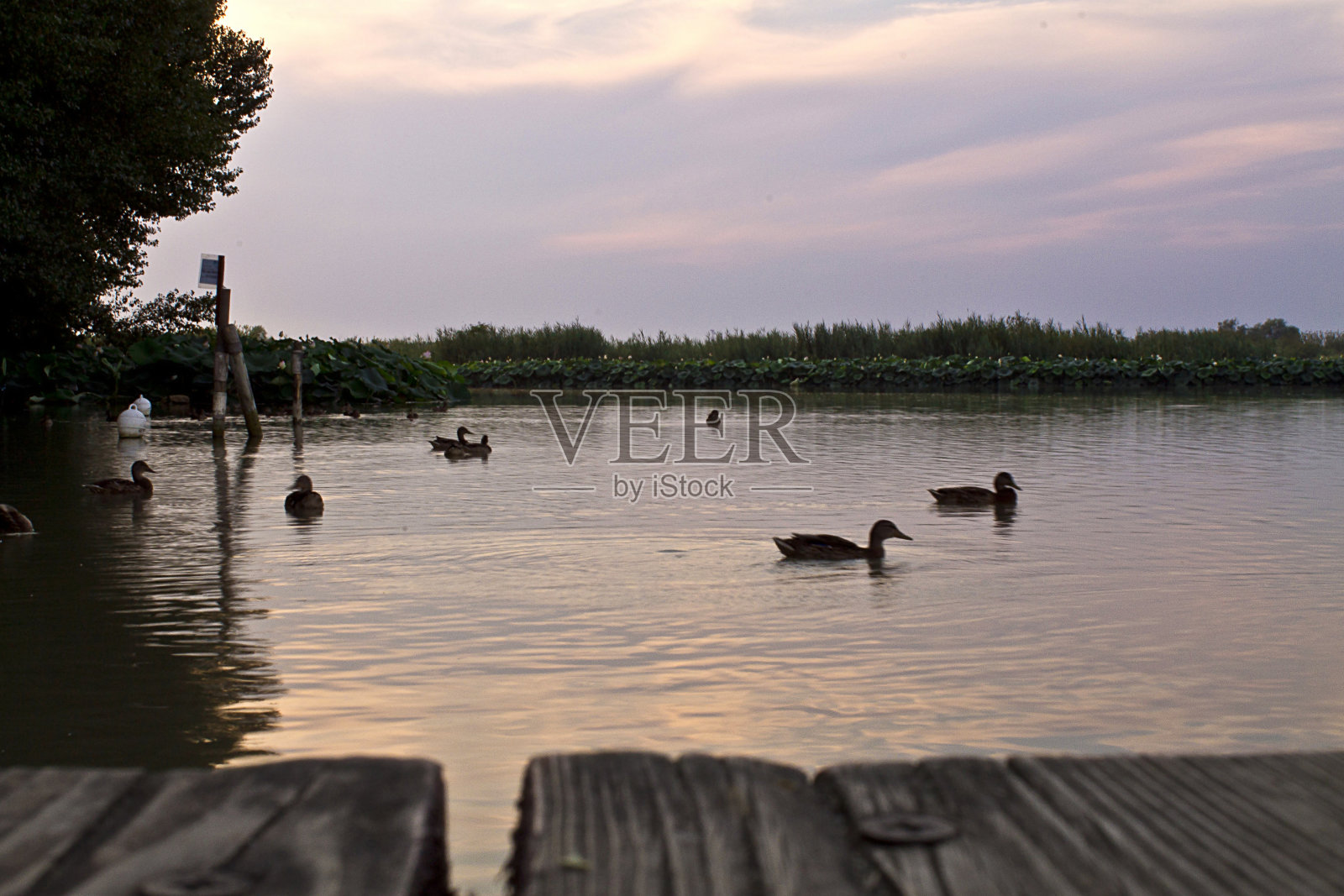 湖上的鸭子照片摄影图片