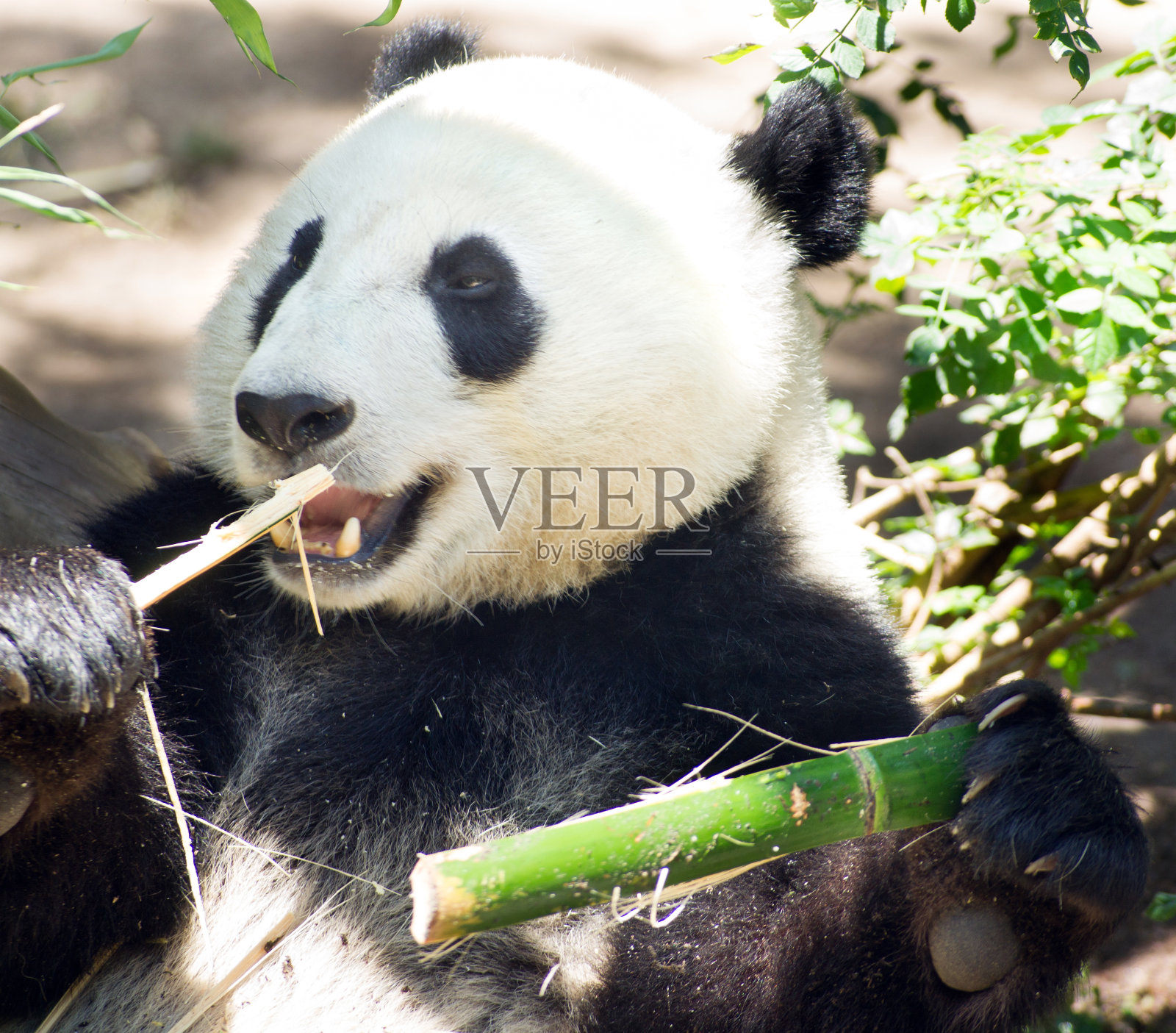 濒危动物野生动物大熊猫吃竹茎照片摄影图片