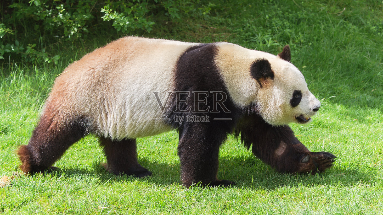 大熊猫照片摄影图片