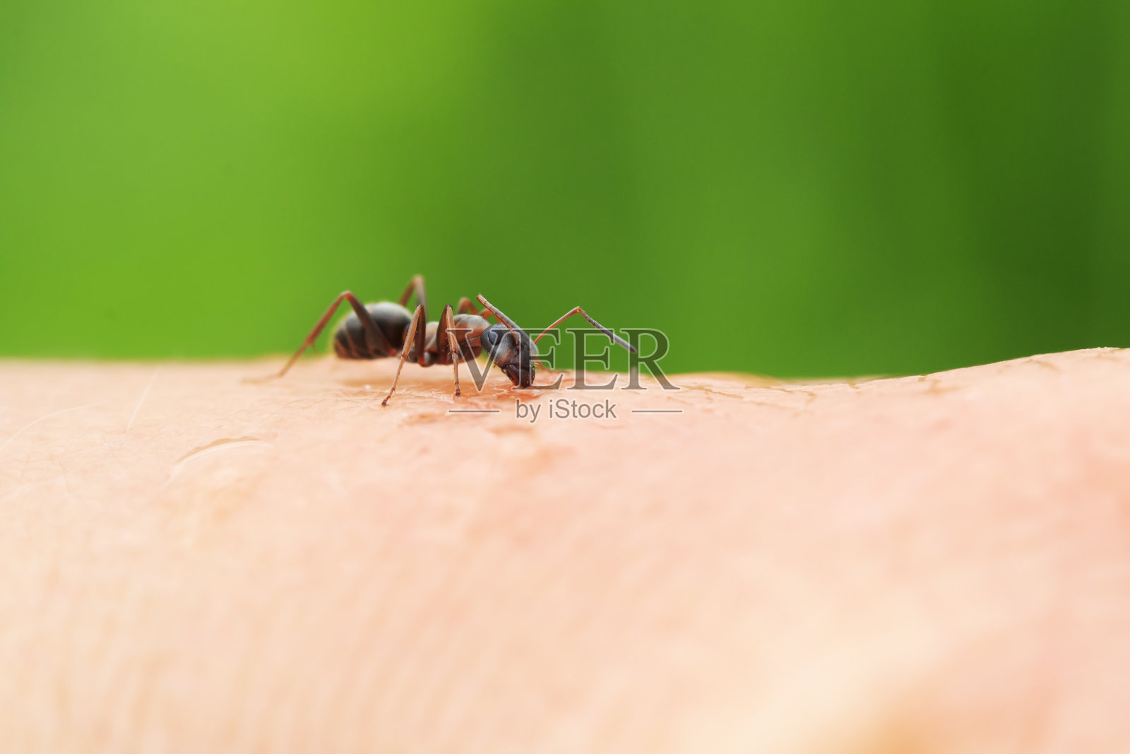 有趣而危险的蚂蚁爬在手的皮肤上照片摄影图片