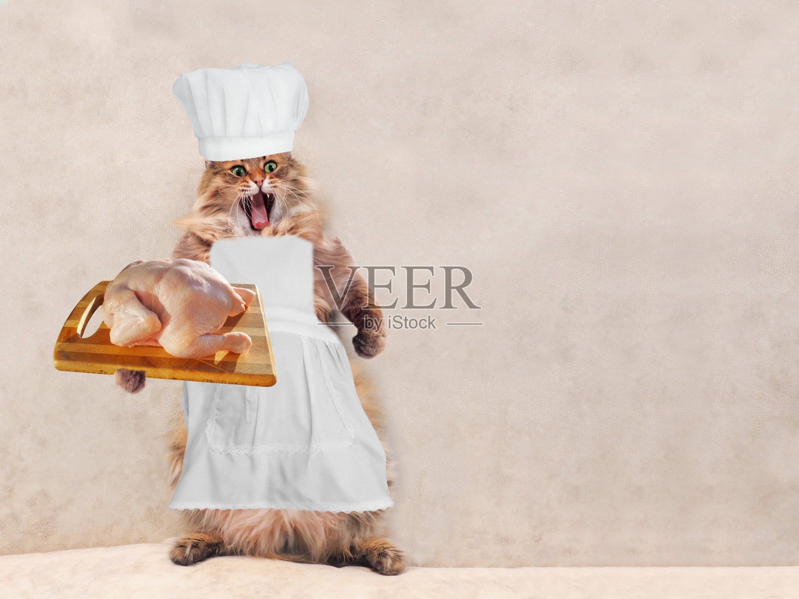 大毛绒绒的猫站着很滑稽，煮14照片摄影图片