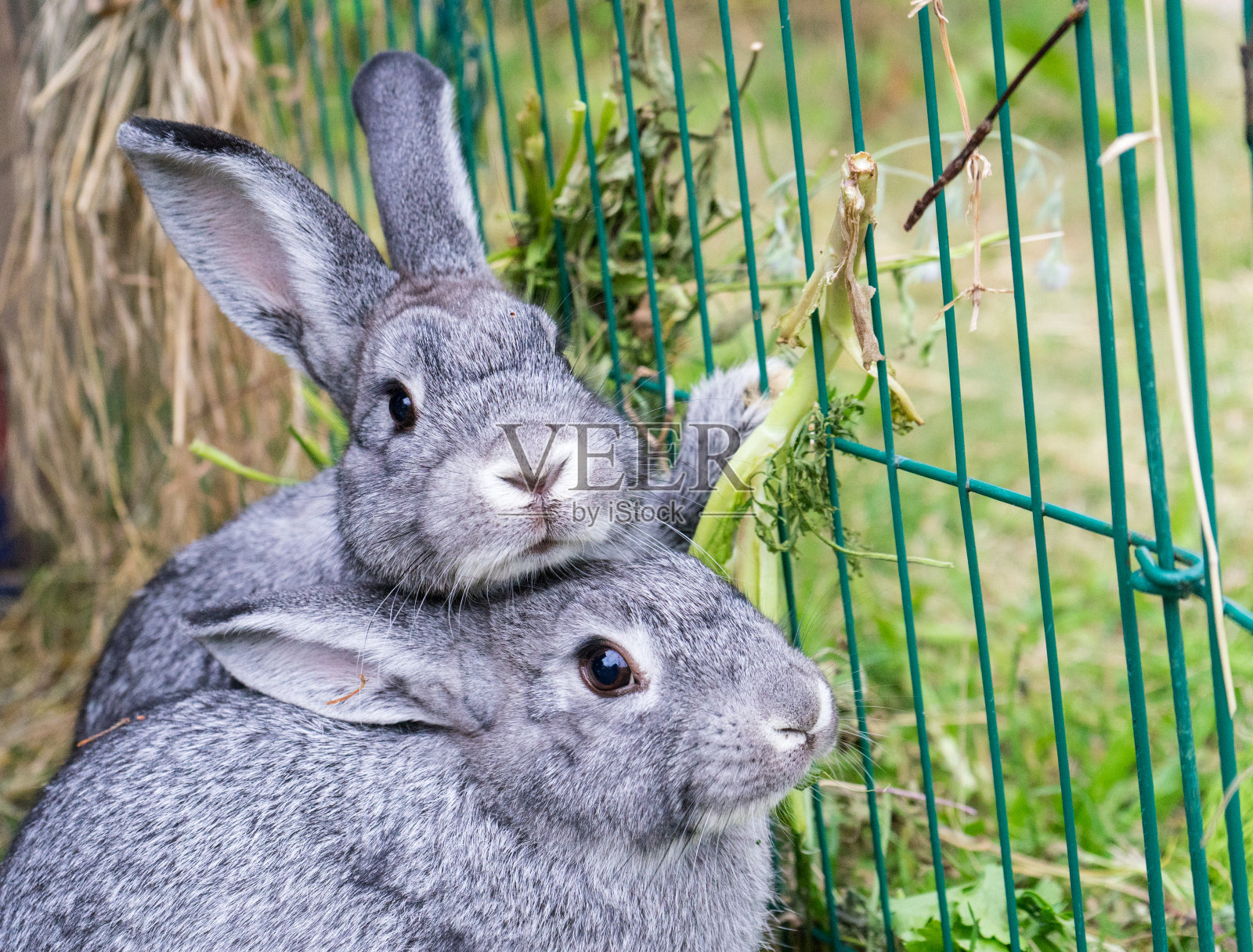 灰色的兔子照片摄影图片