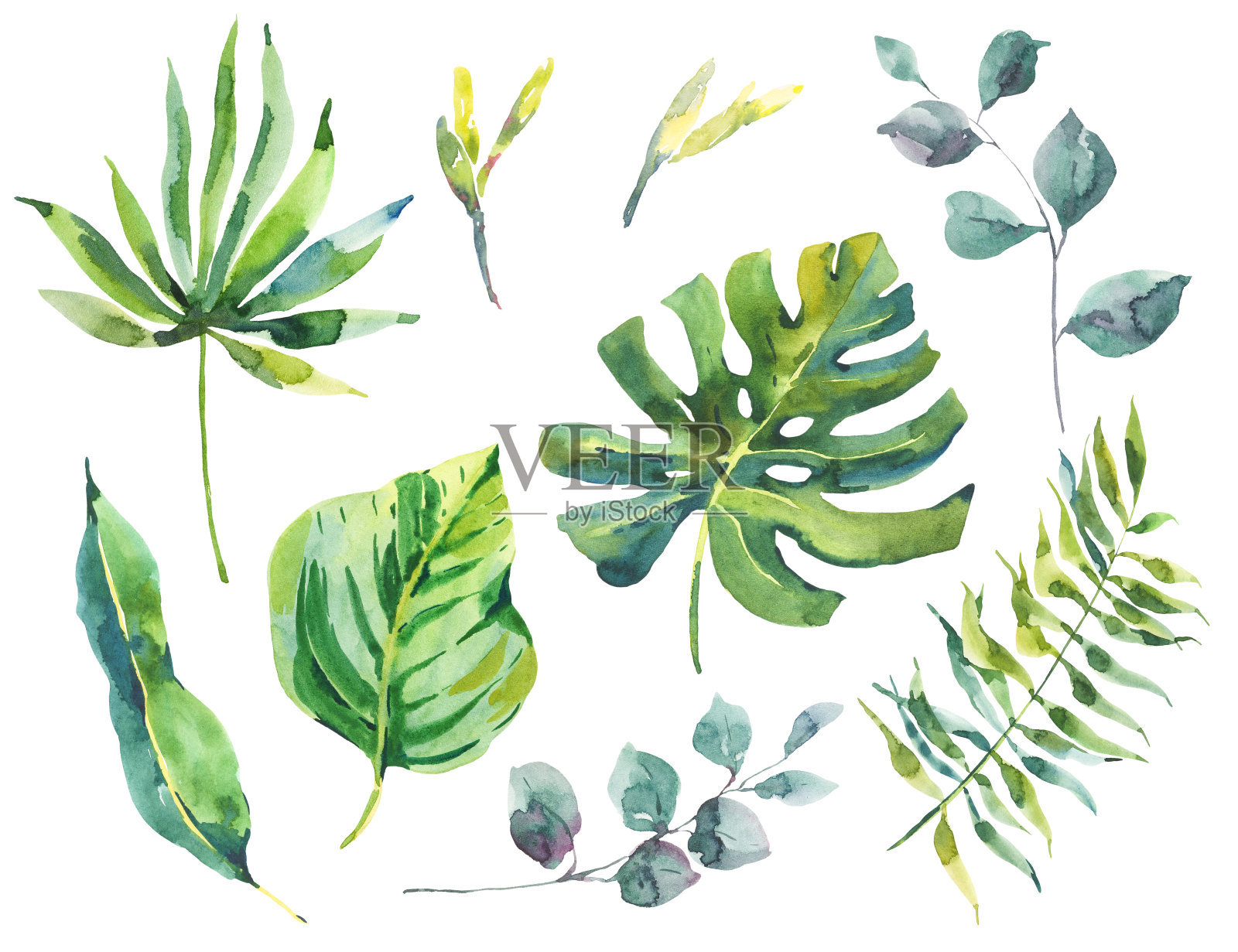 一套水彩绿色热带树叶插画图片素材