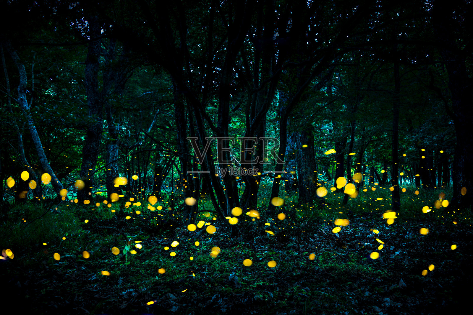 萤火虫在暮色中在森林里飞舞。照片摄影图片