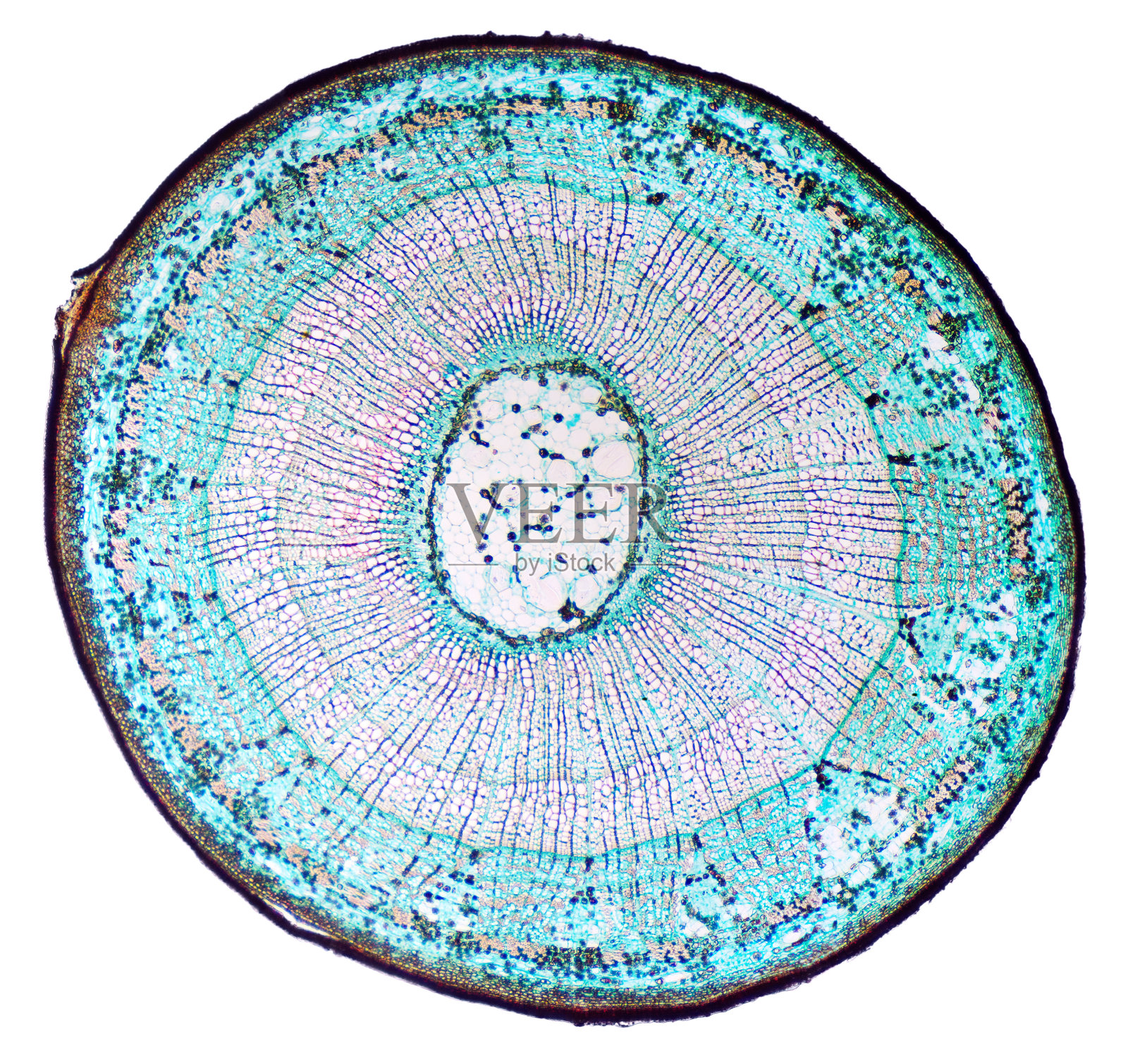 椴木茎横截面显微镜下照片摄影图片