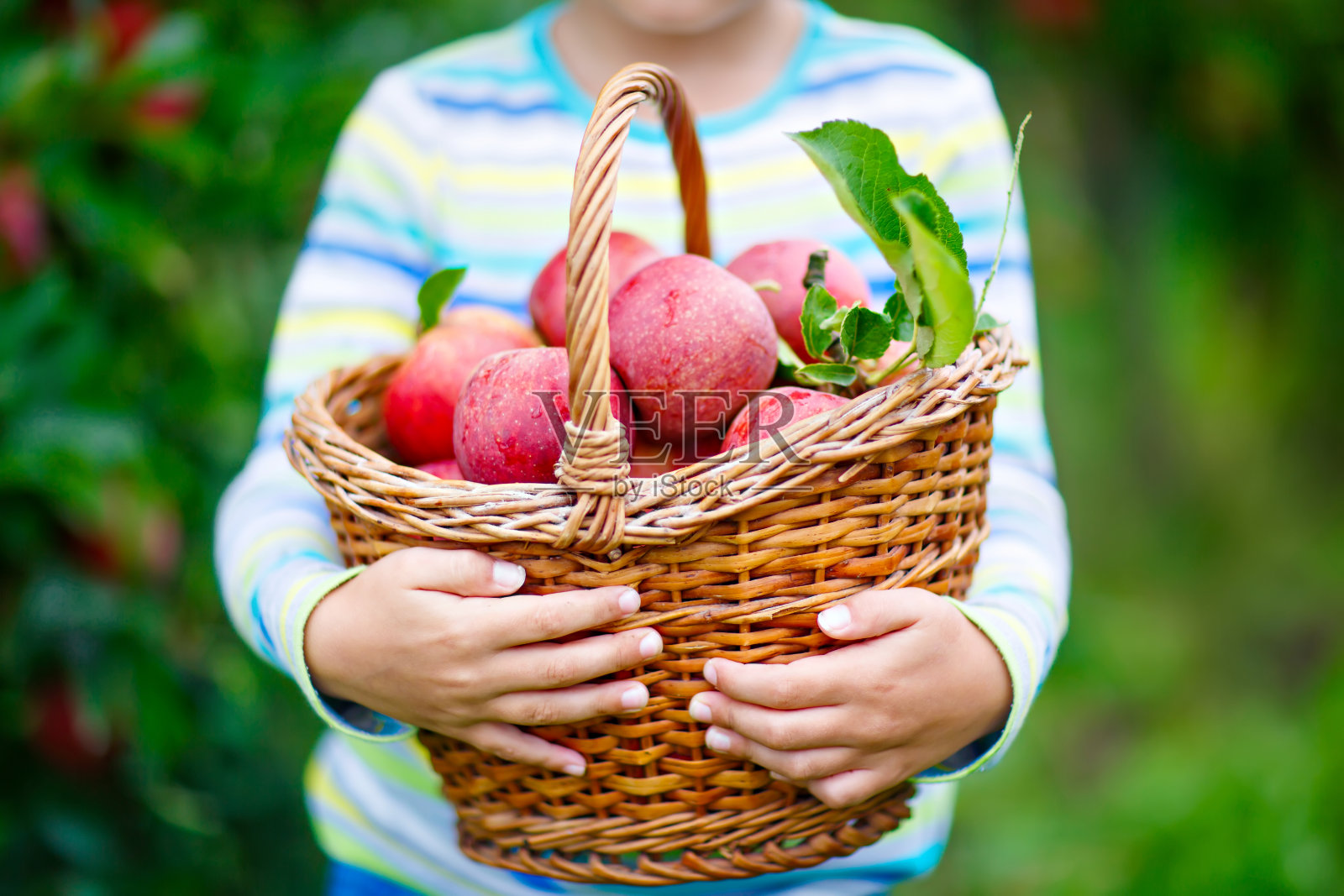 一个小男孩在秋天摘红苹果照片摄影图片