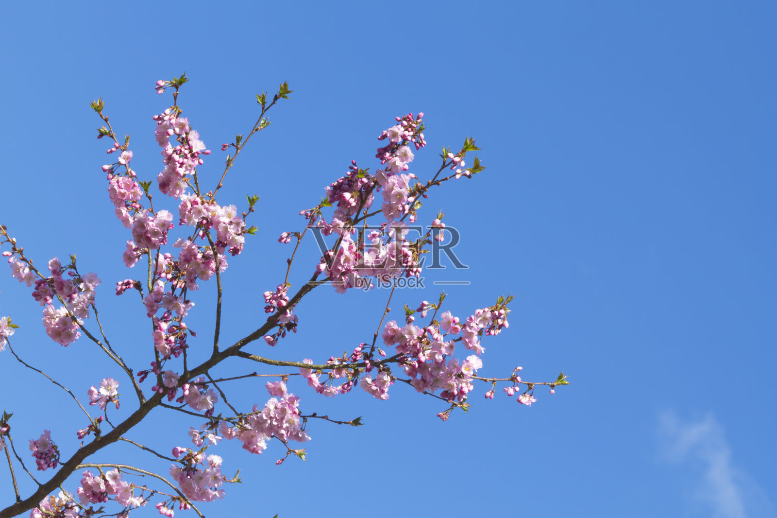 樱花树的花枝照片摄影图片