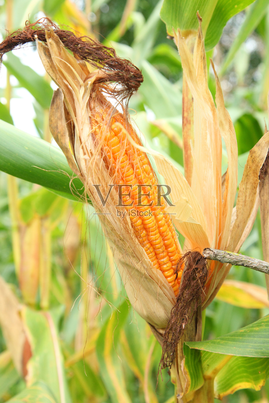 麦秆上的玉米照片摄影图片