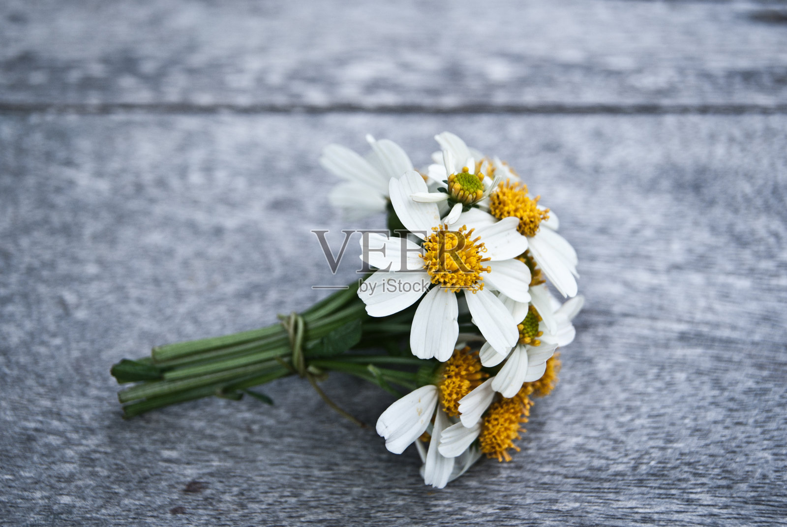 一小束白色雏菊照片摄影图片