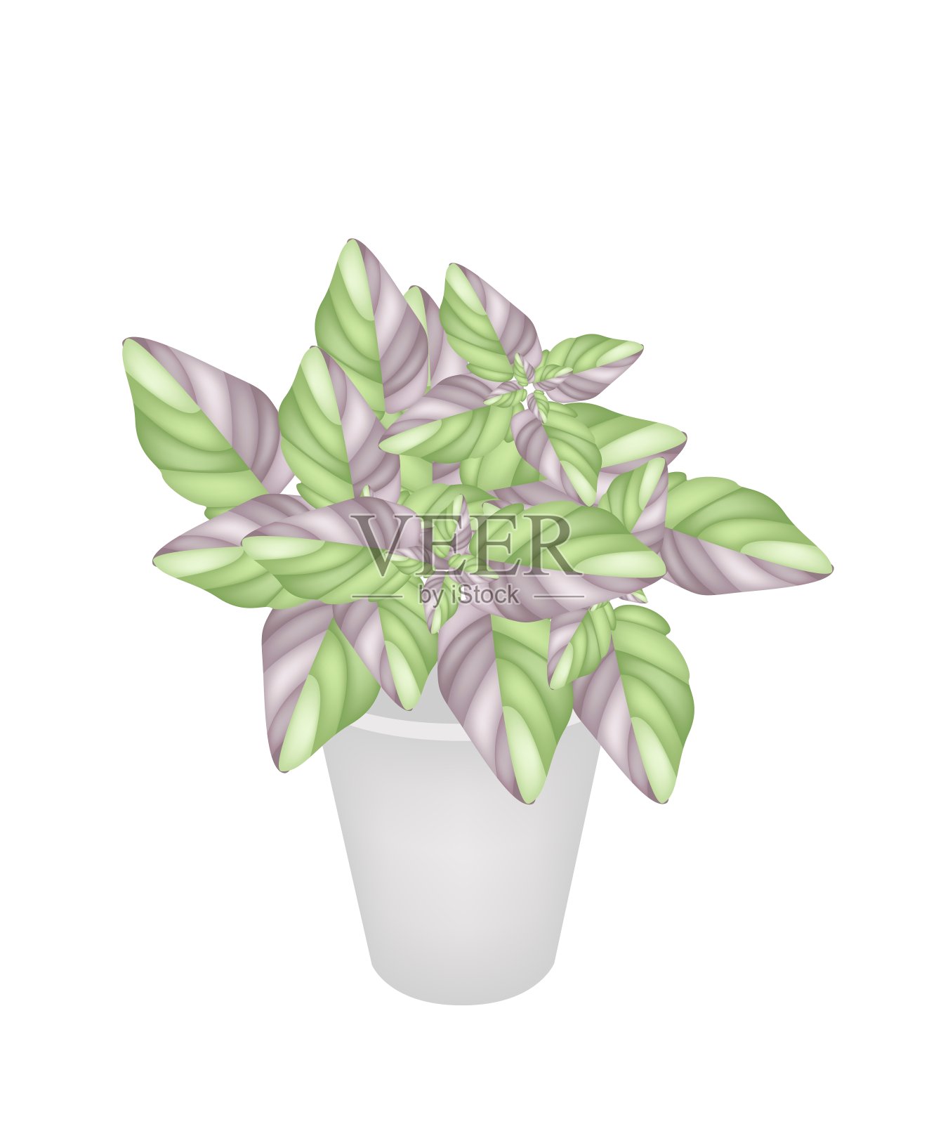 花盆里美丽的刺五科植物插画图片素材