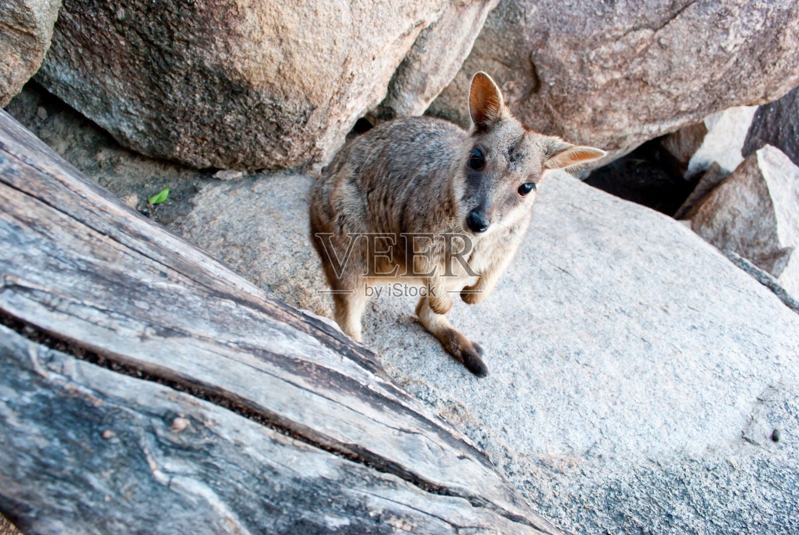 岩沙袋鼠，磁岛，澳大利亚照片摄影图片