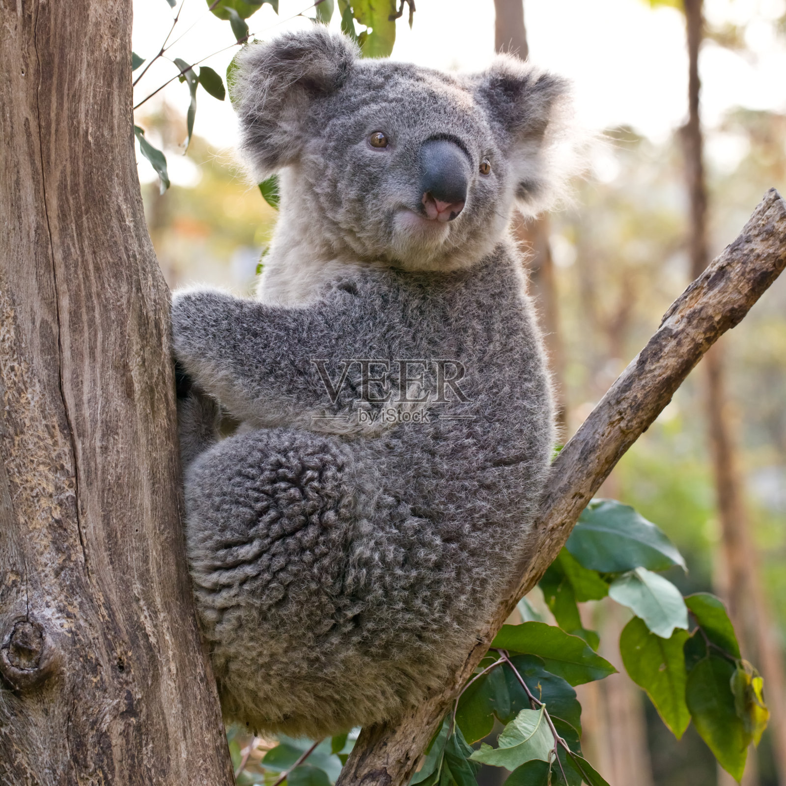 澳大利亚考拉熊抓住树干照片摄影图片