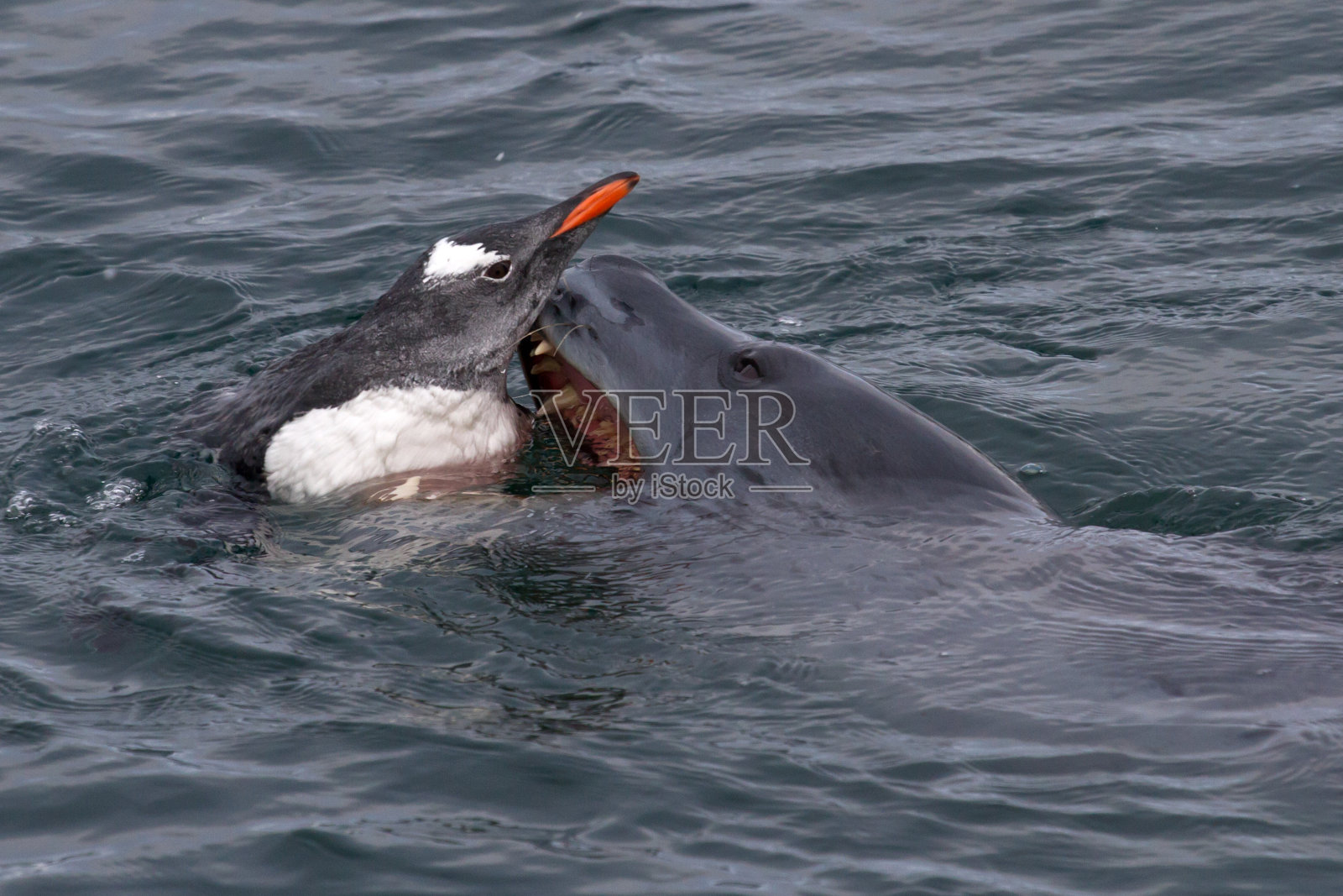 试图抓住巴布亚企鹅的海豹照片摄影图片