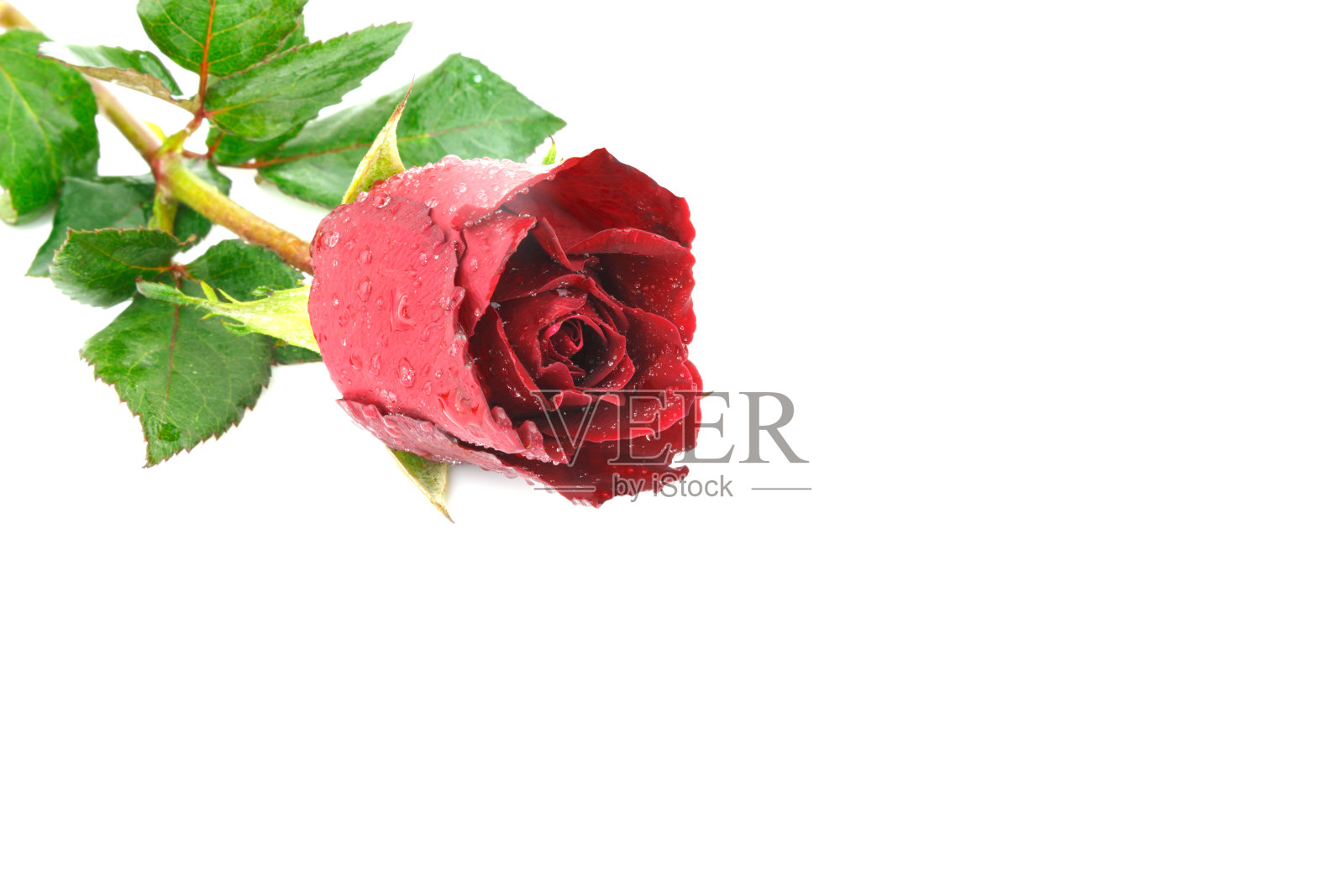 白色背景上的红玫瑰花照片摄影图片
