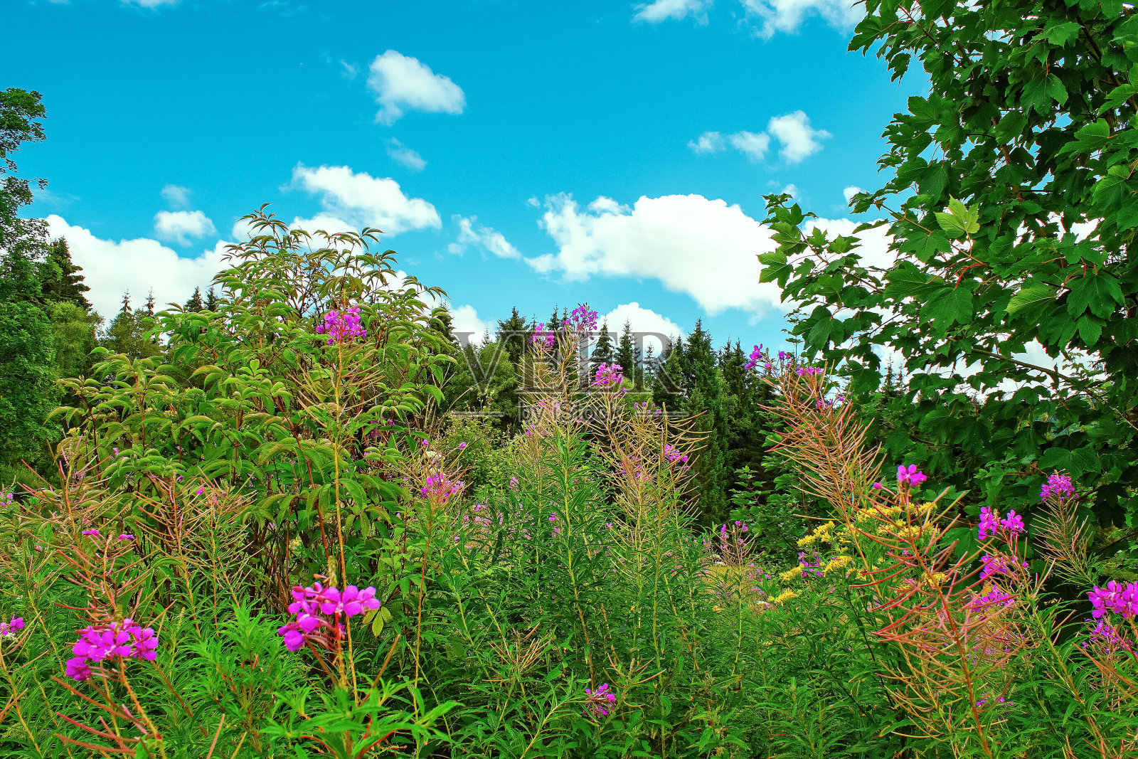 德国黑森林山区的鲜花景象照片摄影图片
