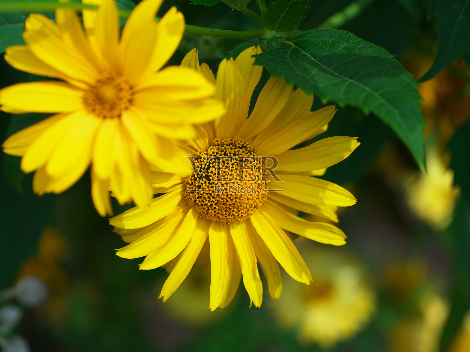 万寿菊，花瓣在边缘浅黄的深黄色的基部。特写照片照片摄影图片