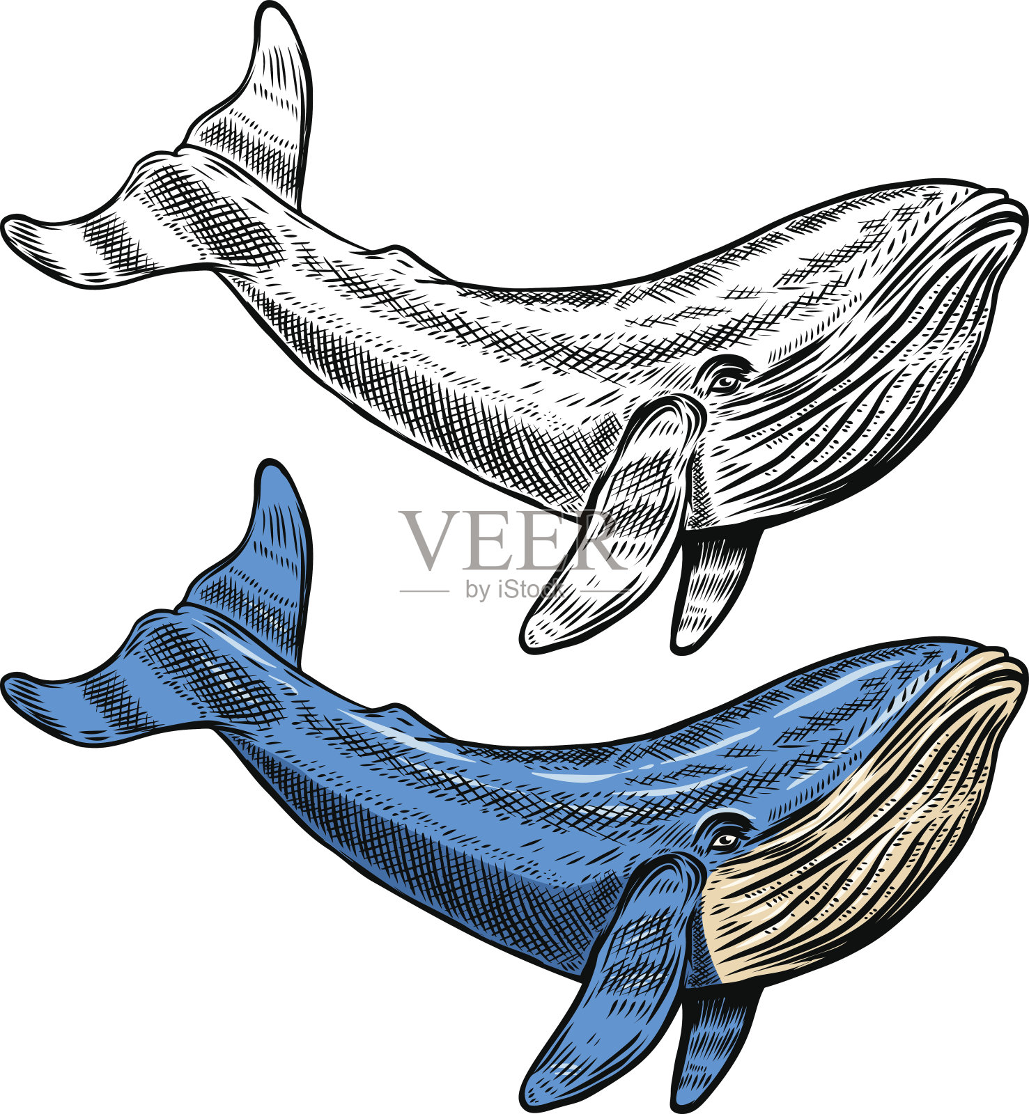白背景上孤立的鲸鱼的插图。游泳蓝鲸海洋哺乳动物符号为水下野生动物主题，t恤印花，渔业行业设计插画图片素材