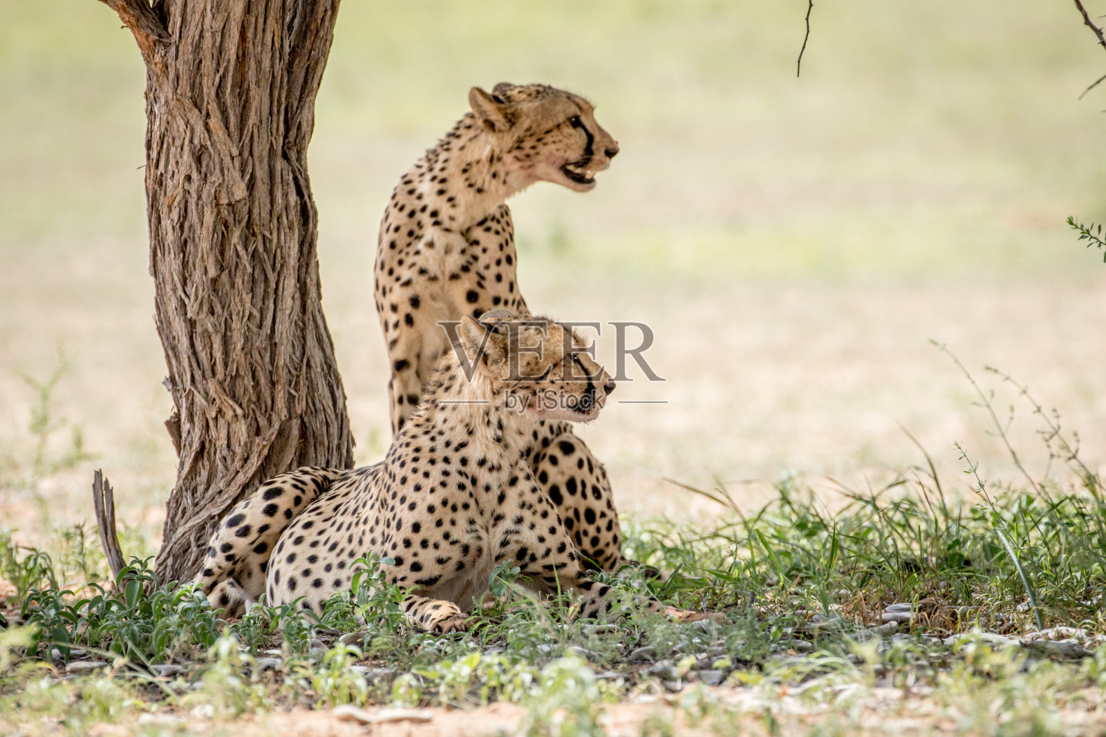 卡拉加迪的两只猎豹侧面图。照片摄影图片
