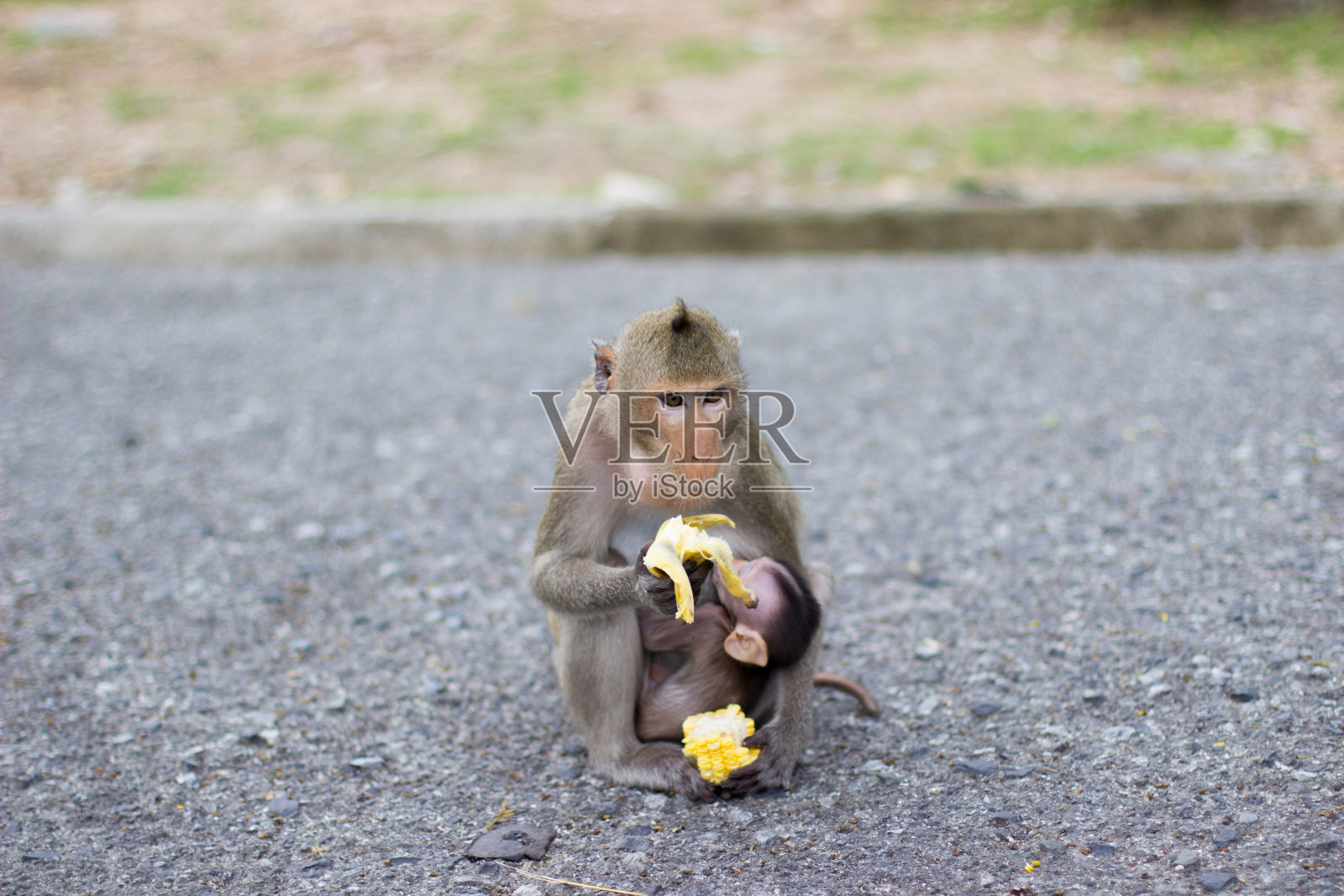 猴子在吃香蕉，小猴子在喝牛奶照片摄影图片